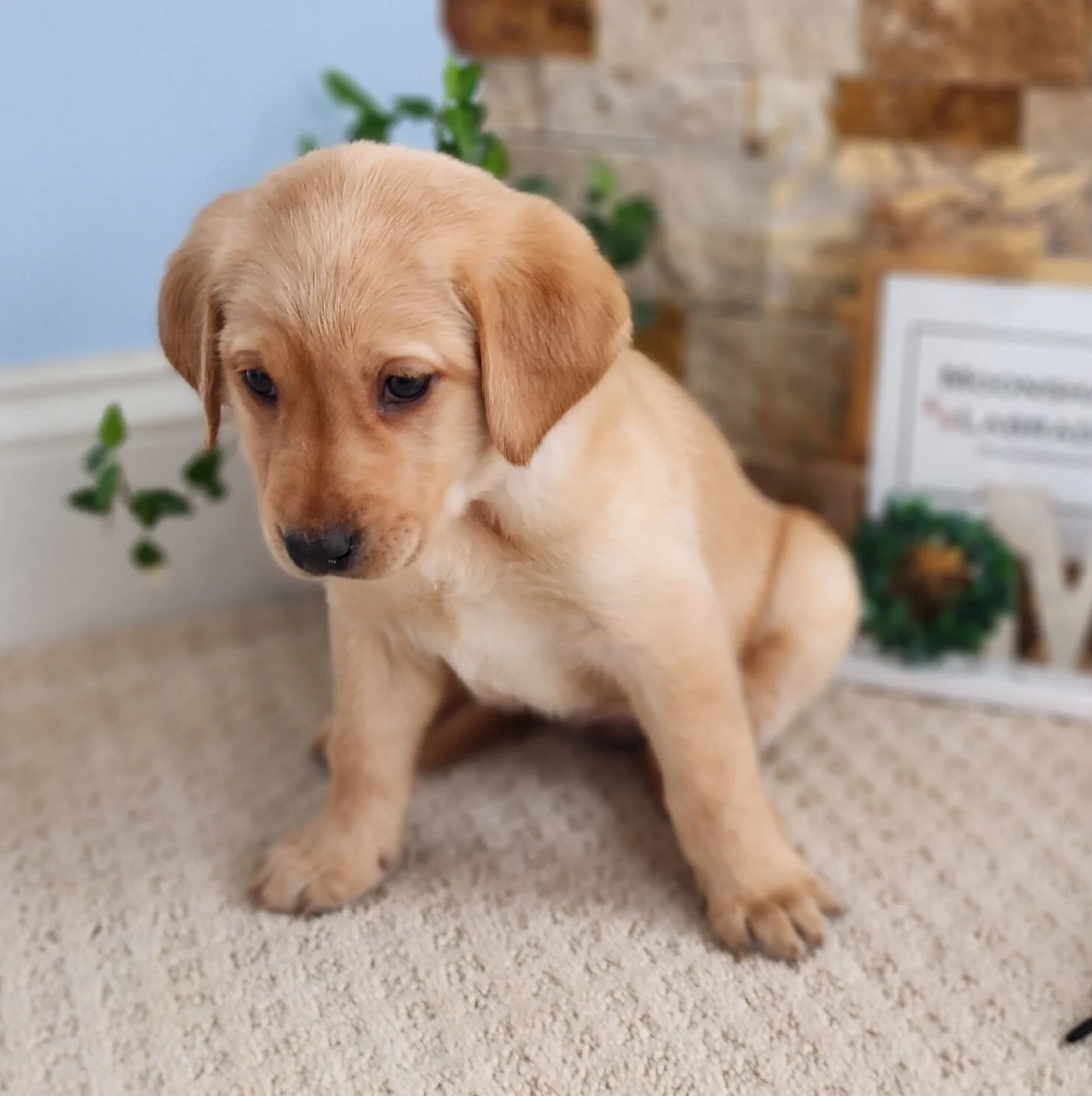 OFA Health Tested AKC Yellow Fox Red Labrador Retriever Puppies Available in Minnesota