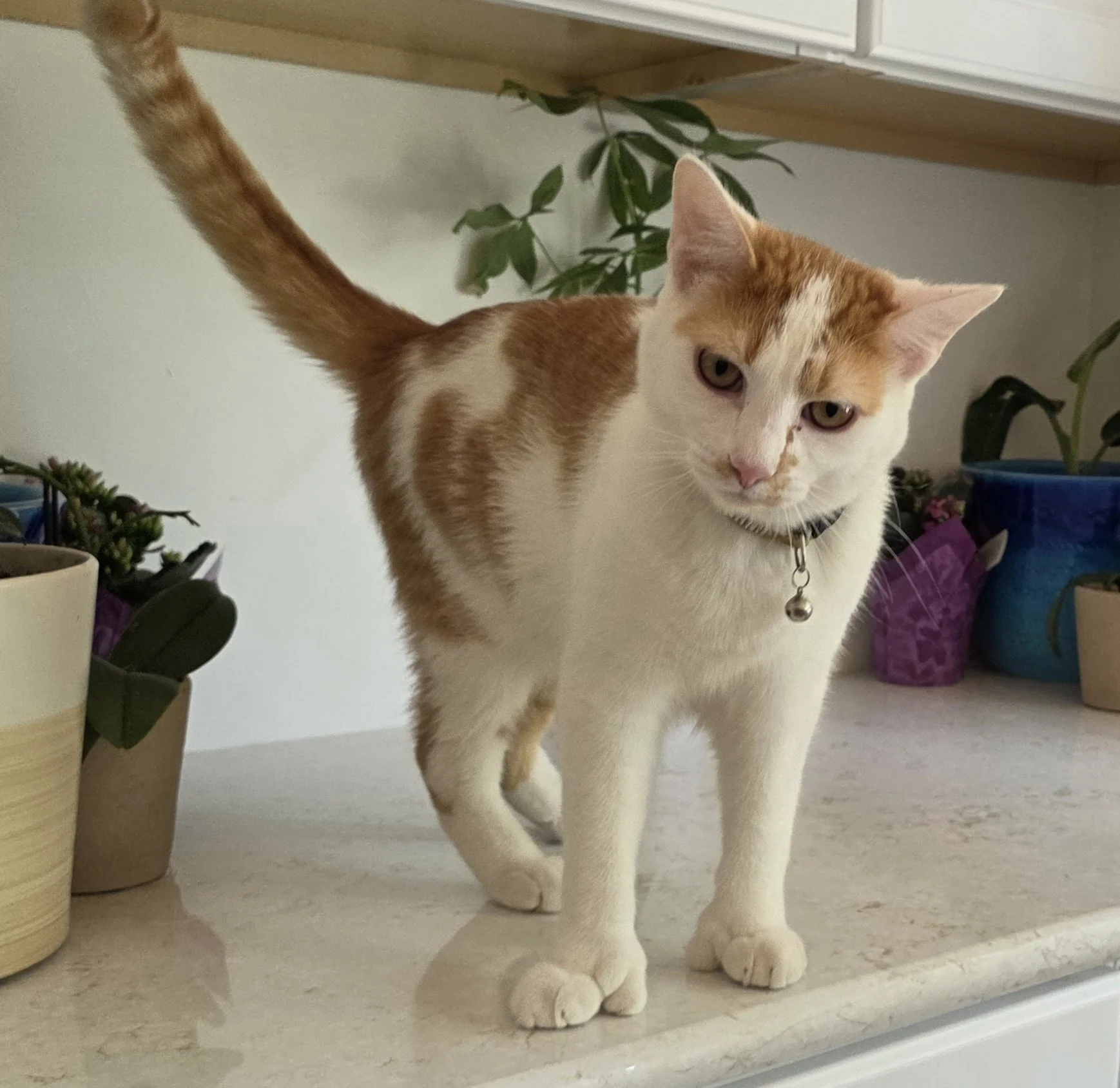 Orange and White Male Polydactyl Cat