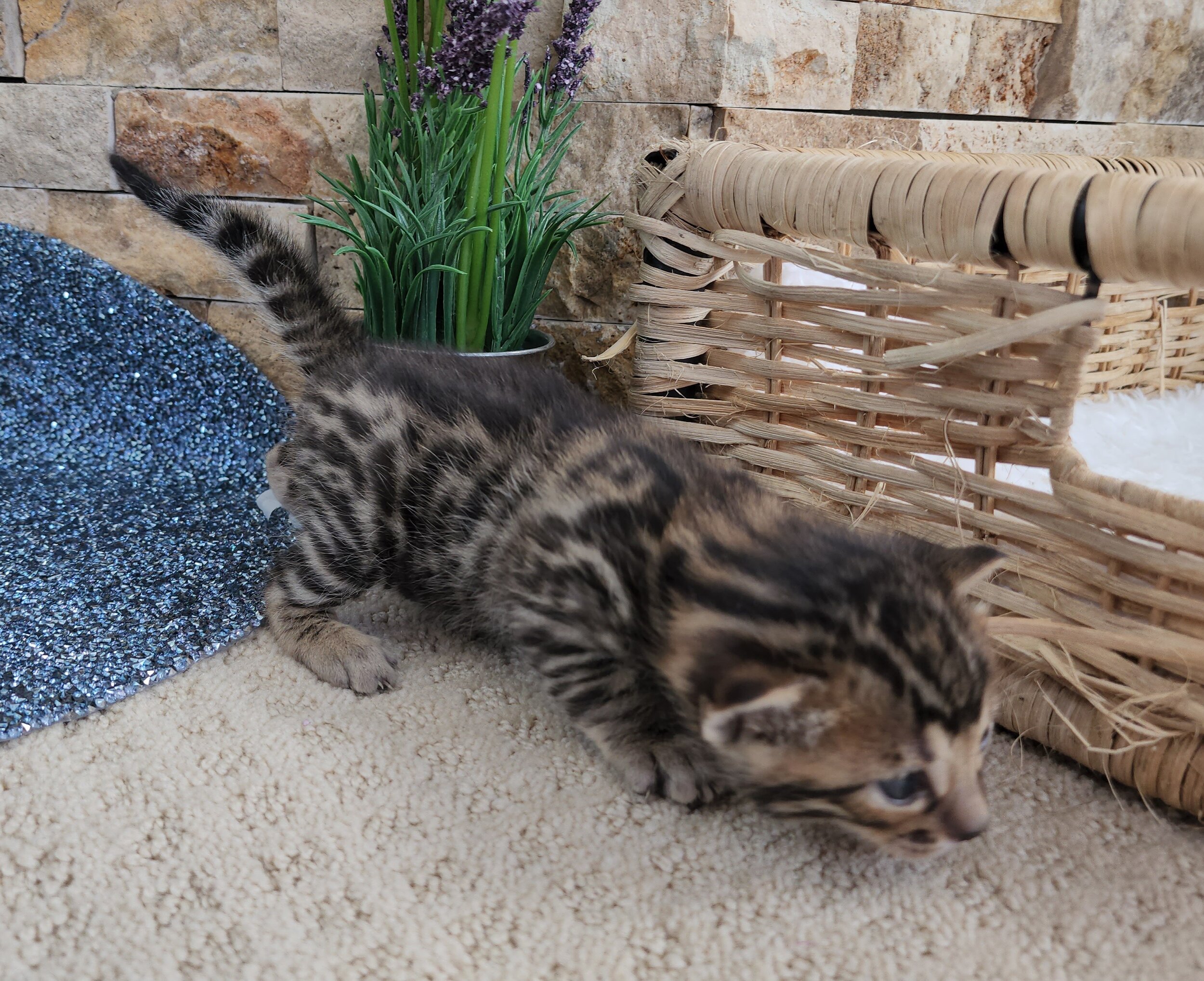 Purebred TICA Registered Male Brown Rosette Bengal Kitten Available in Minnesota