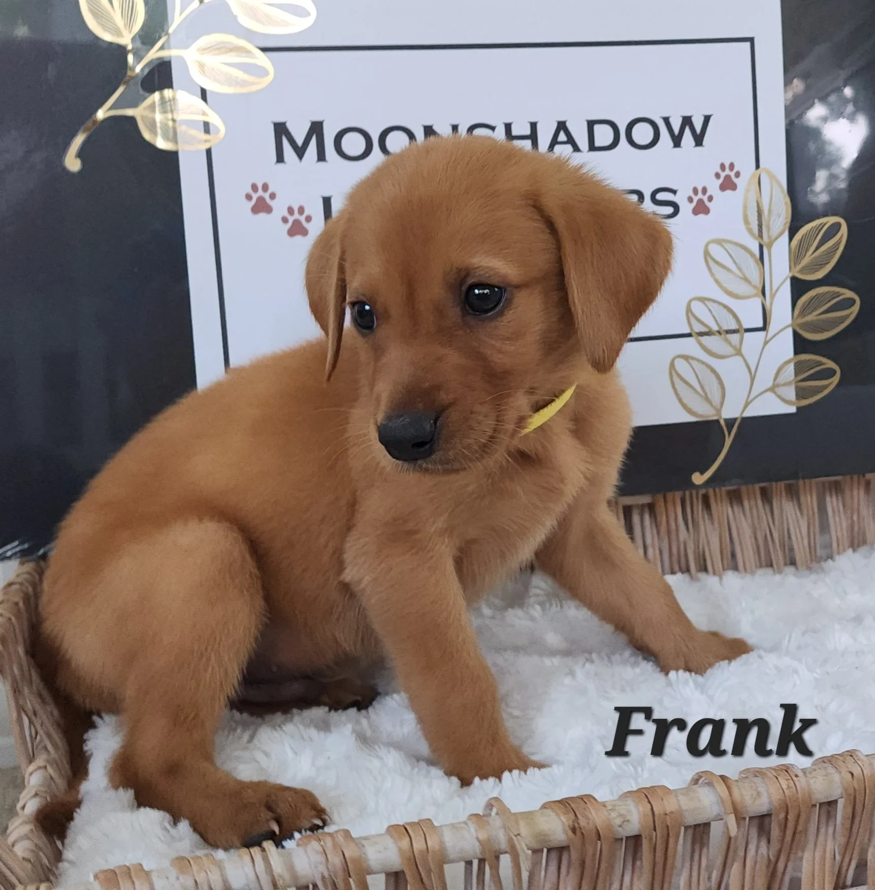 Fox Red Labrador Retriever Puppy in Minnesota