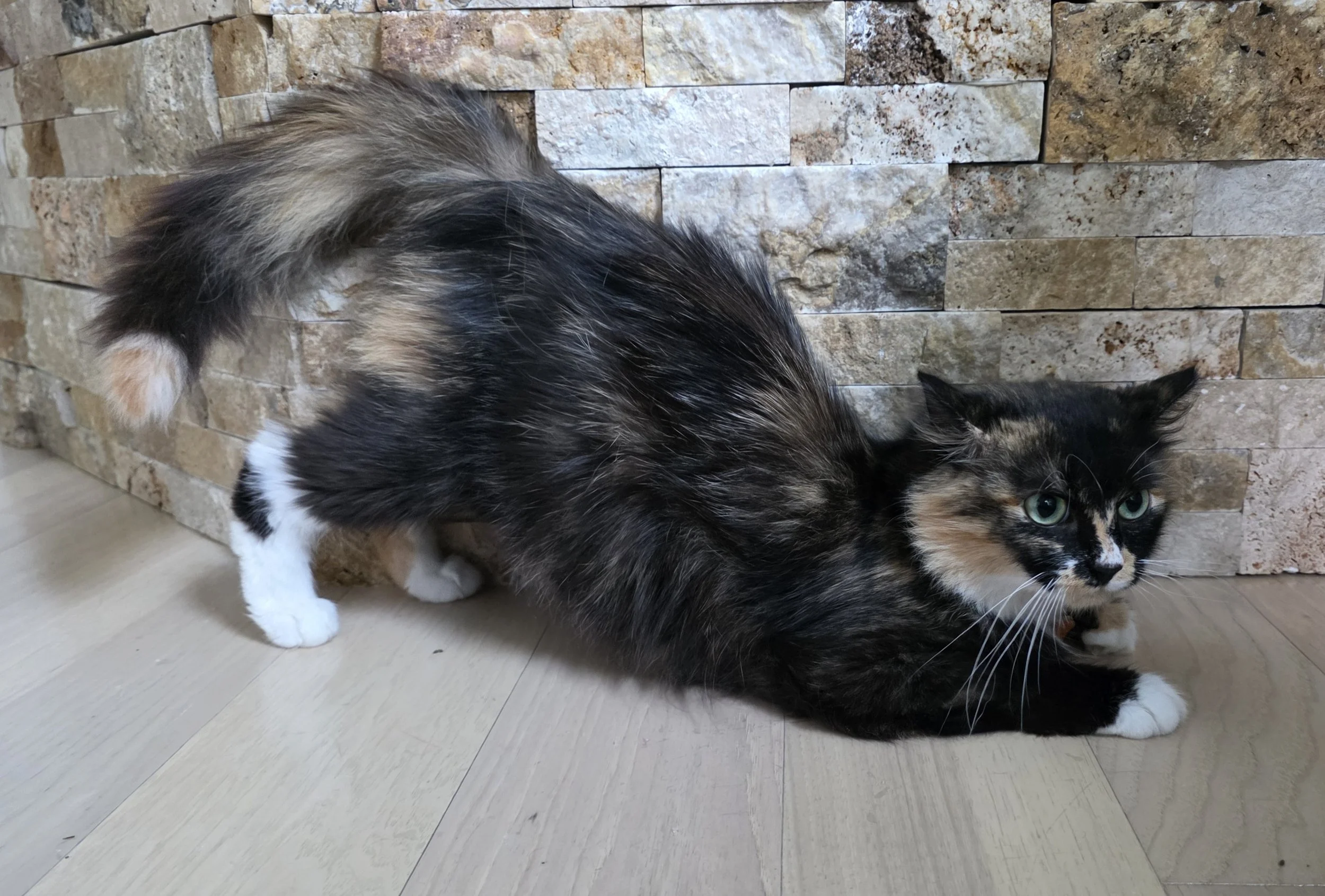 Female Tortoiseshell/Calico "Tortico" Cat for Adoption