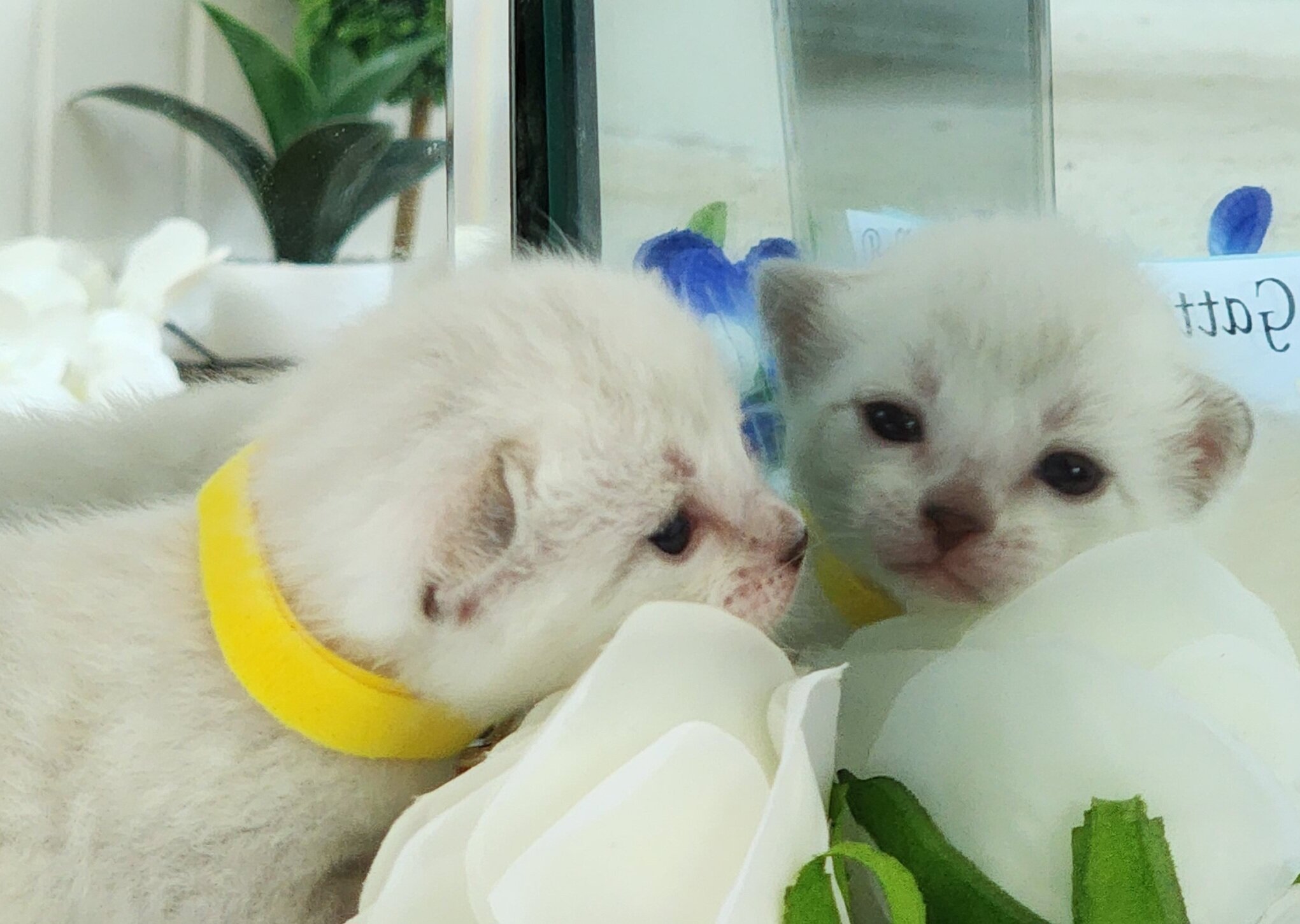 Purebred TICA Registered Male Snow Rosette Bengal Kitten in Minnesota