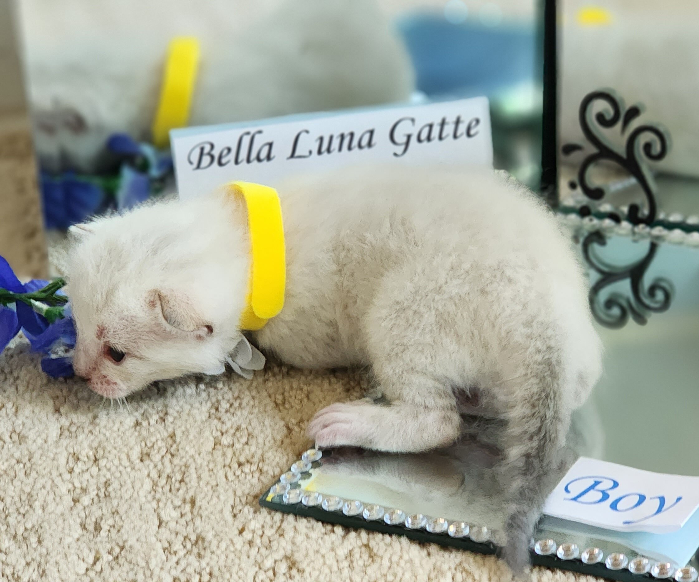 Purebred TICA Registered Male Snow Rosette Bengal Kitten in Minnesota