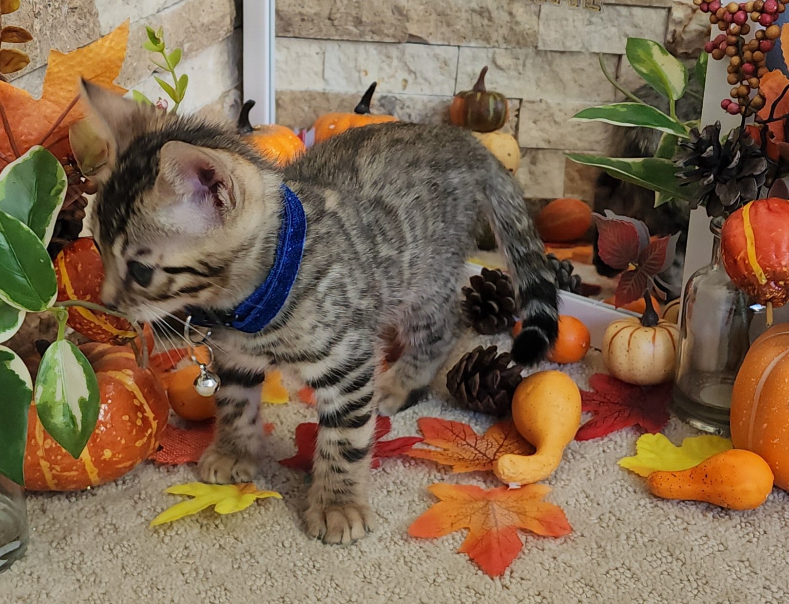 Male Brown/Black Rosette Bengal in Minnesota