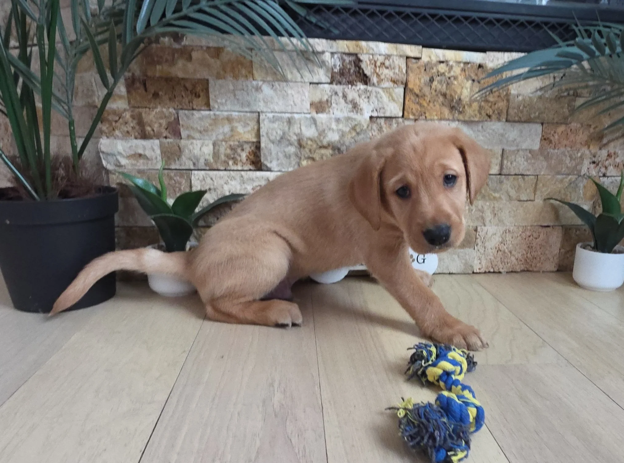 Six-Week-Old Male Yellow/Fox Red Labrador Retriever Puppy