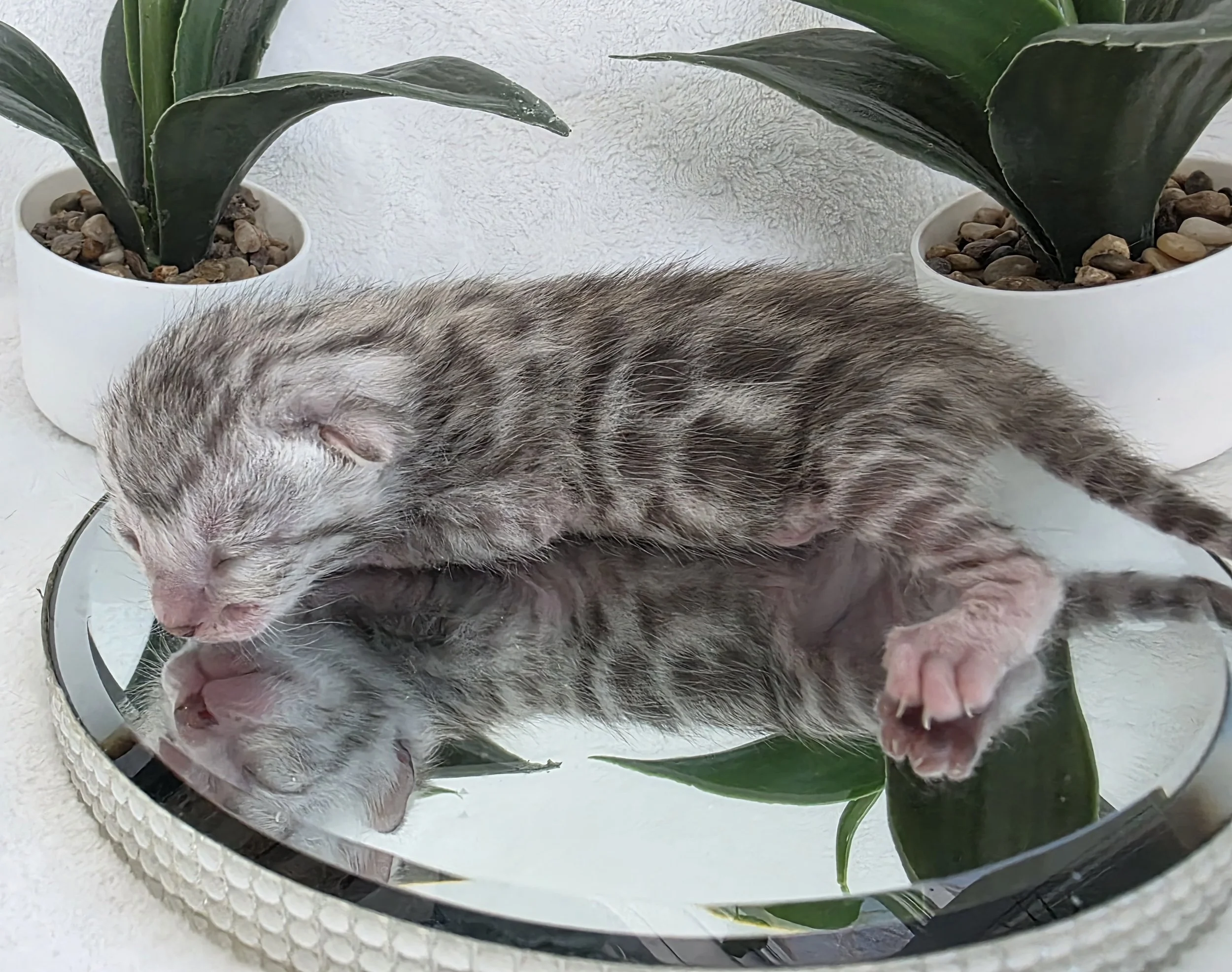 One Week Old Silver Female Bengal Kitten