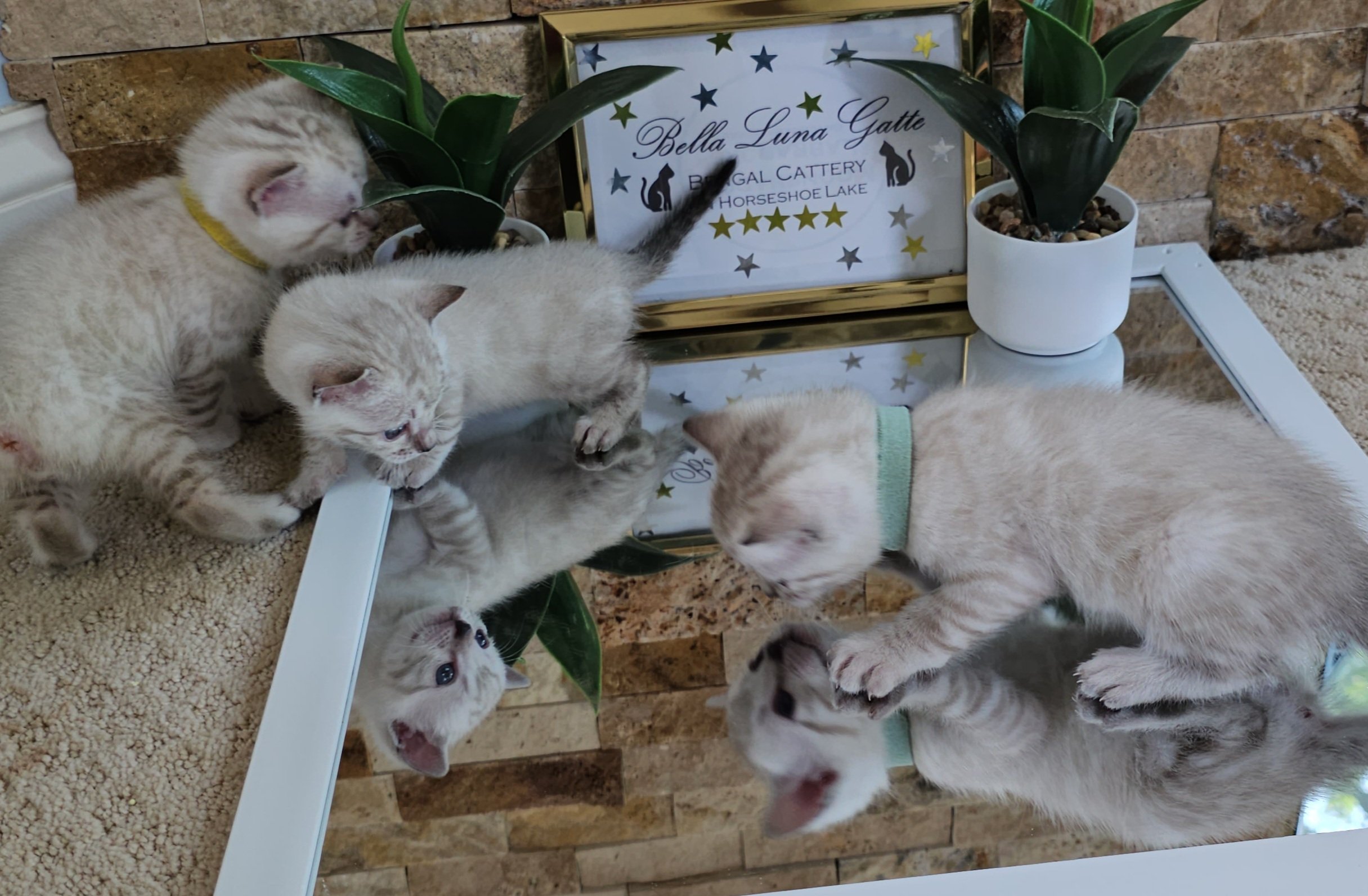 Labrador Retriever Puppies and Bengal Kittens