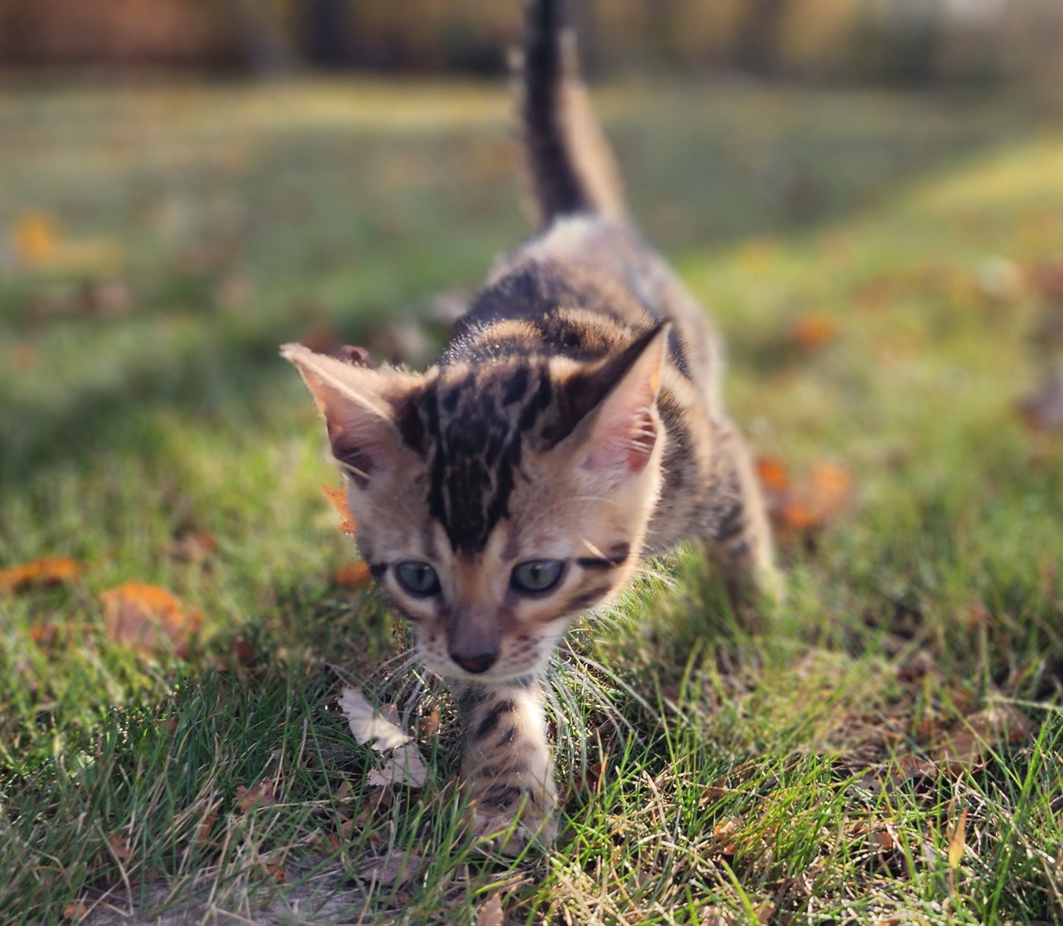 Male Brown/Black Rosette Bengal in Minnesota