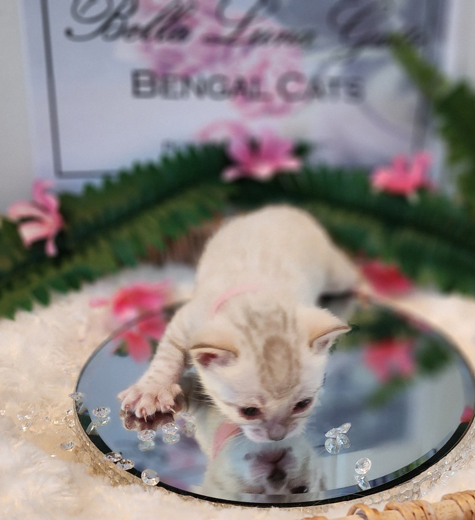 Female Snow Bengal in Minnesota