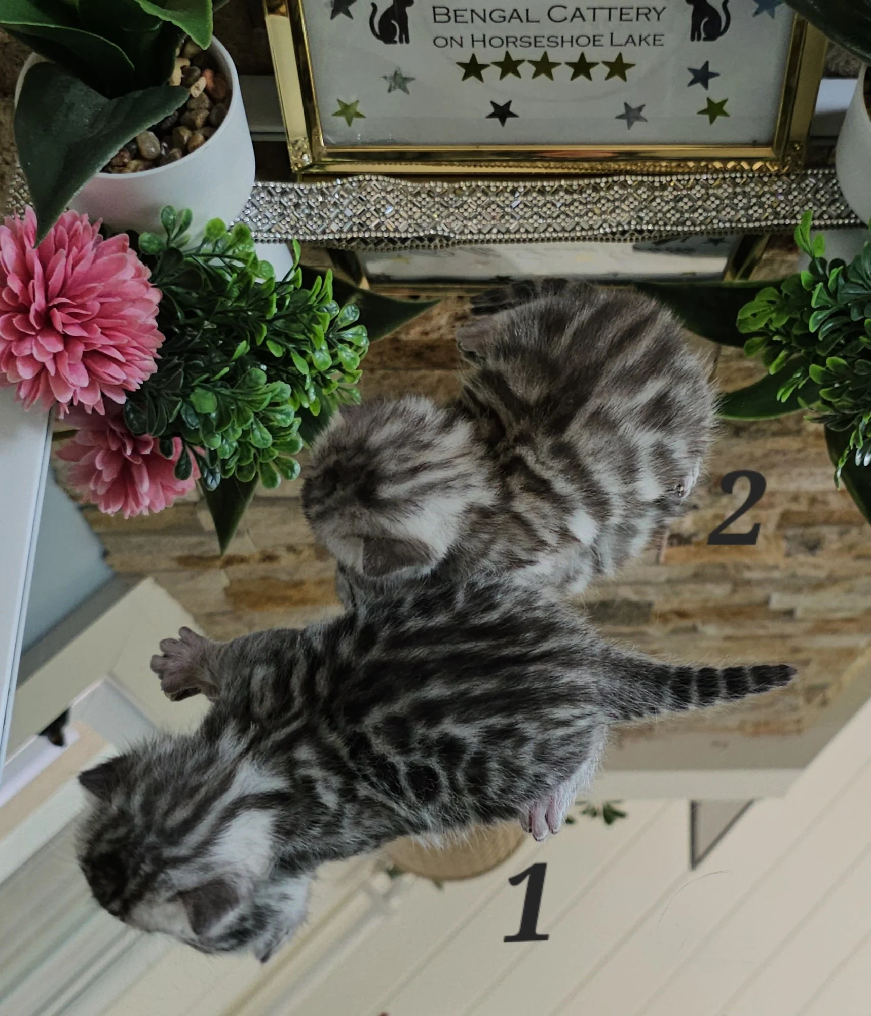 Purebred TICA Registered Female Silver Rosette Bengal Kittens in Minnesota