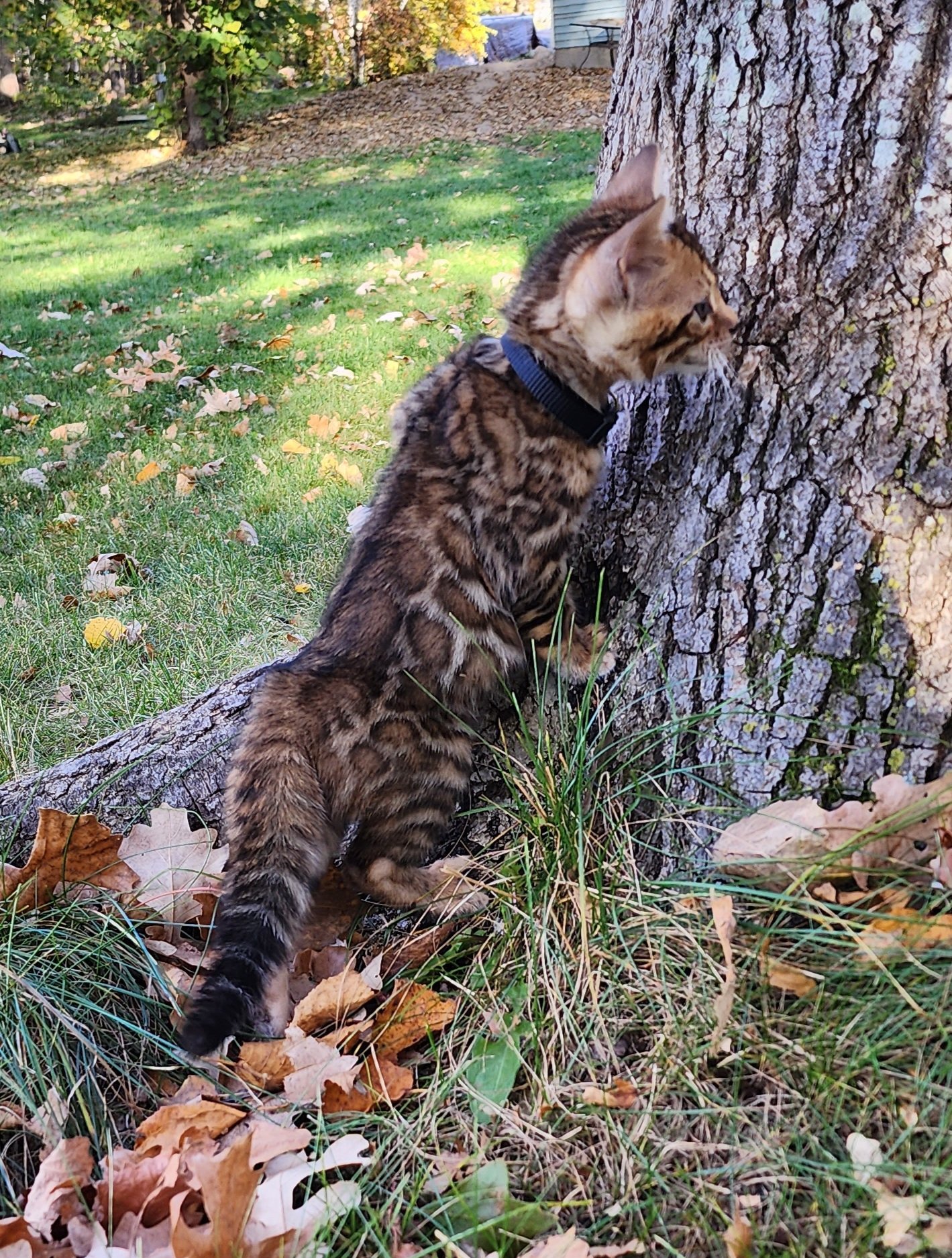 Male Brown/Black Rosette Bengal in Minnesota