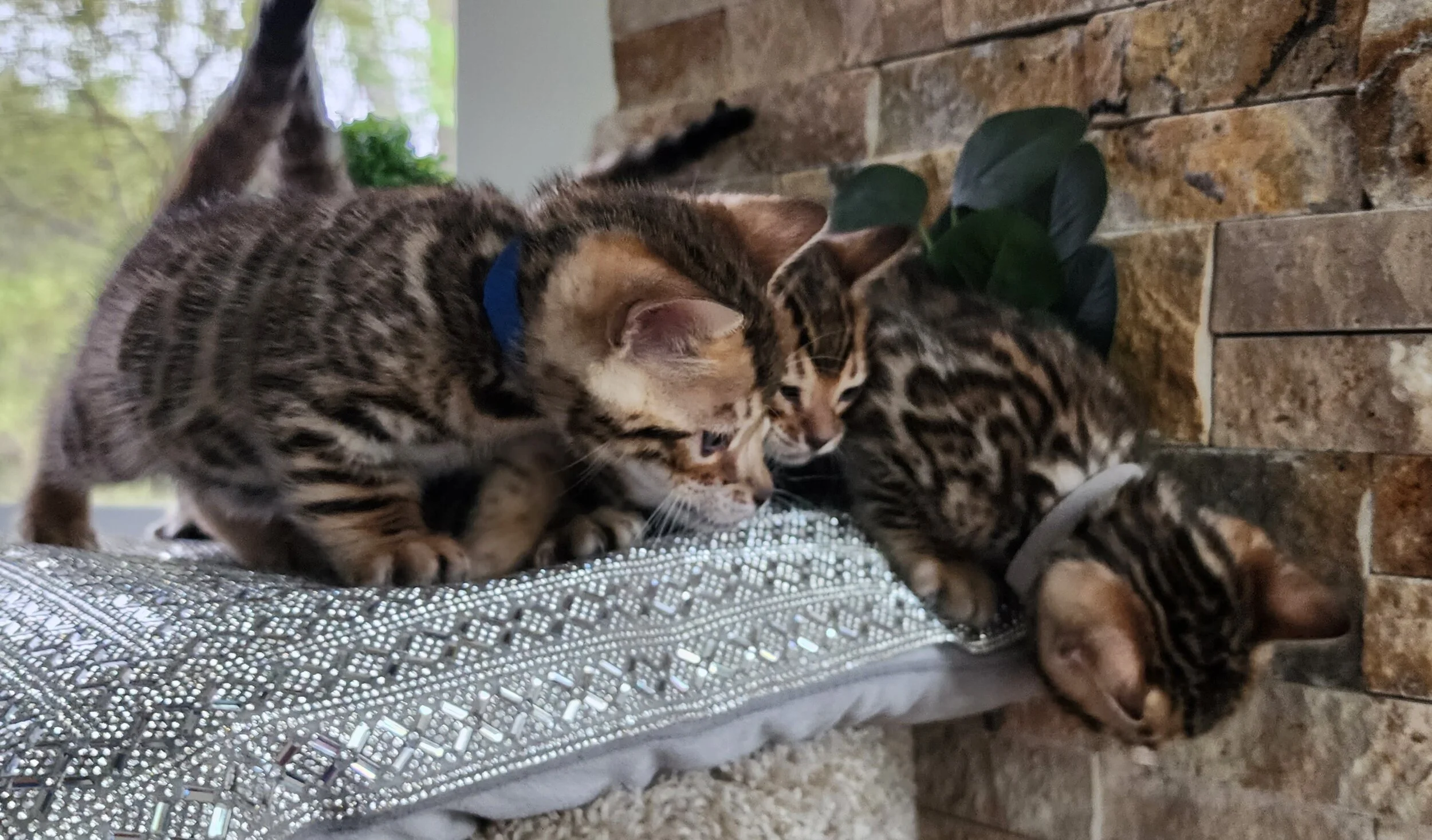 Purebred TICA Registered Male and Female Brown Rosette Bengal Kitten Available in Minnesota