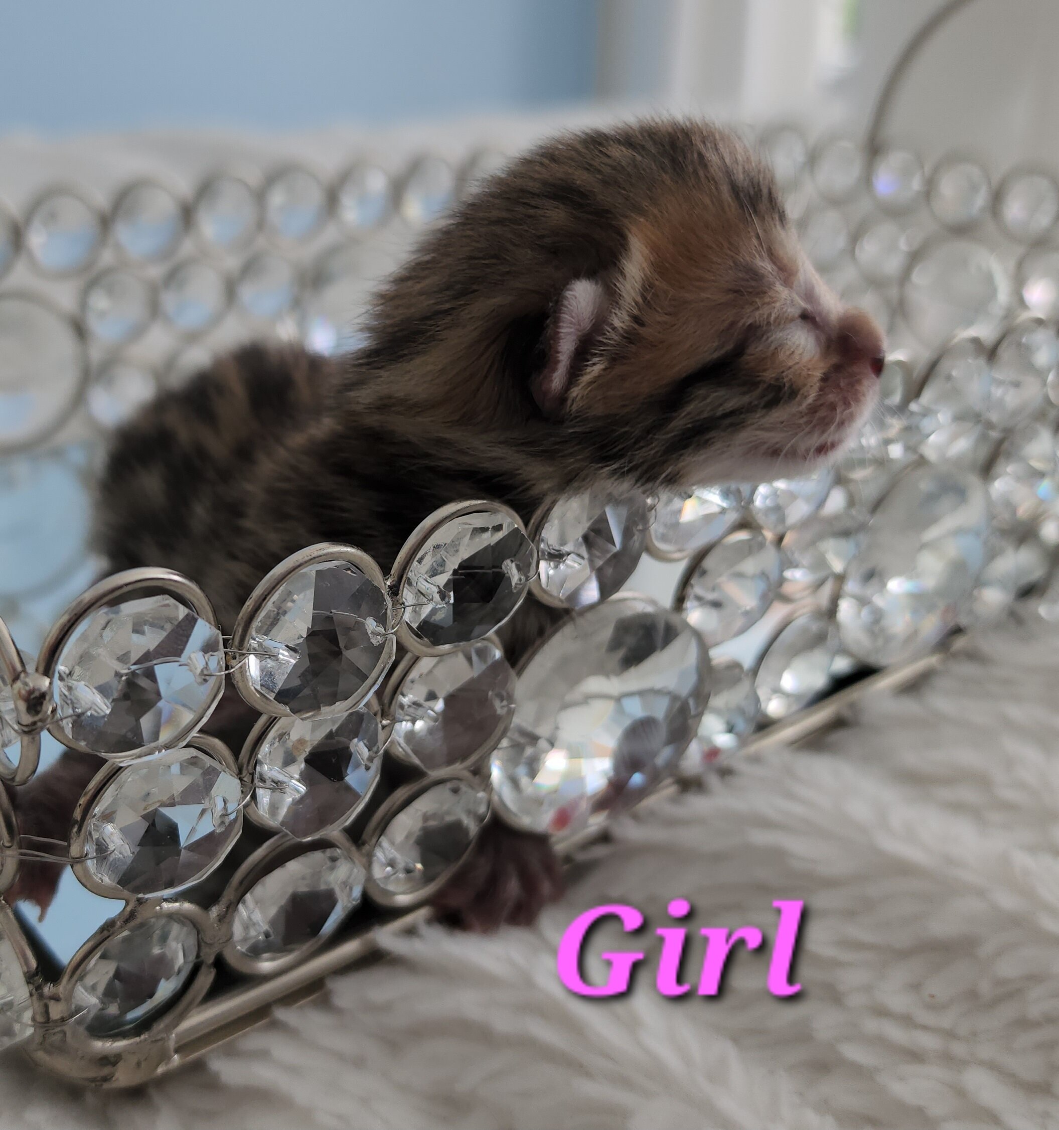 Purebred Brown Rosette Bengal Kitten in Minnesota