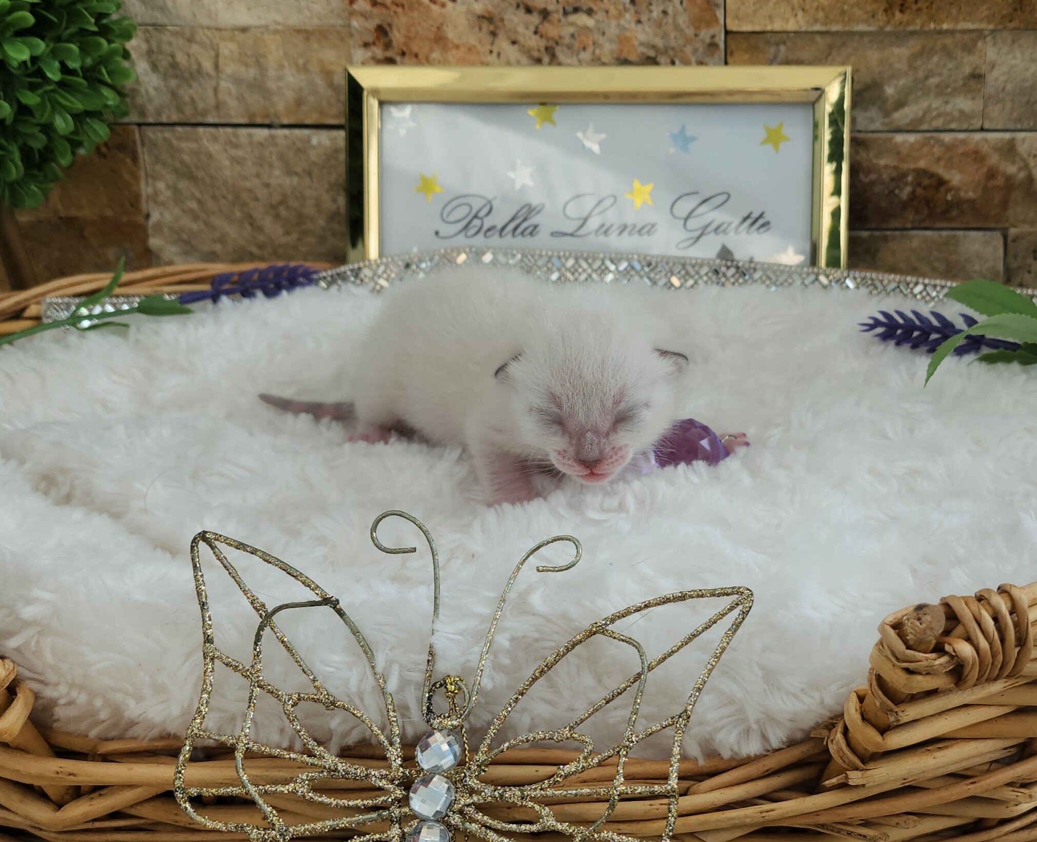 Purebred TICA Registered Female Snow Rosette Bengal Kitten in Minnesota