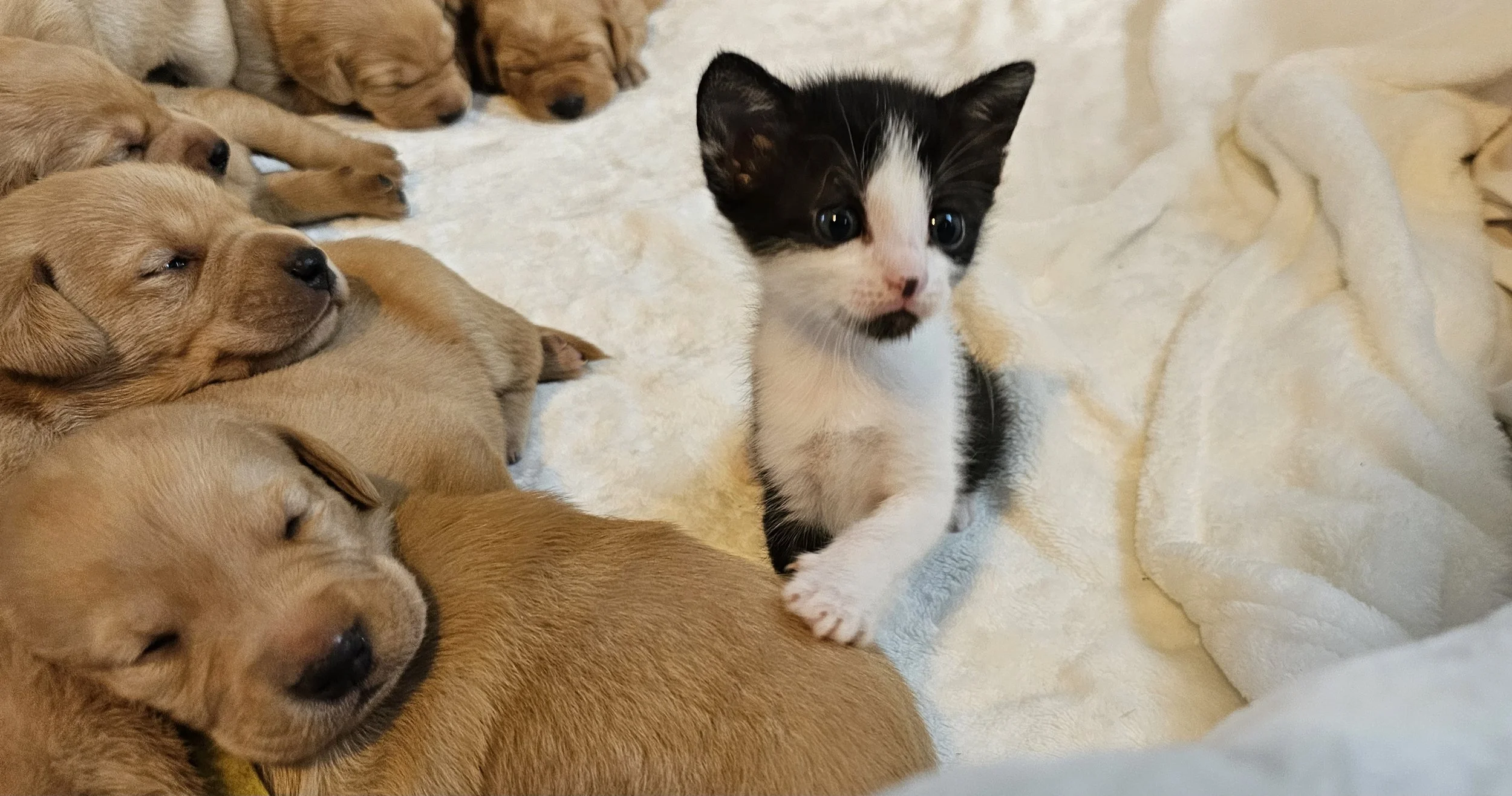 A Pile of Puppies and Kittens
