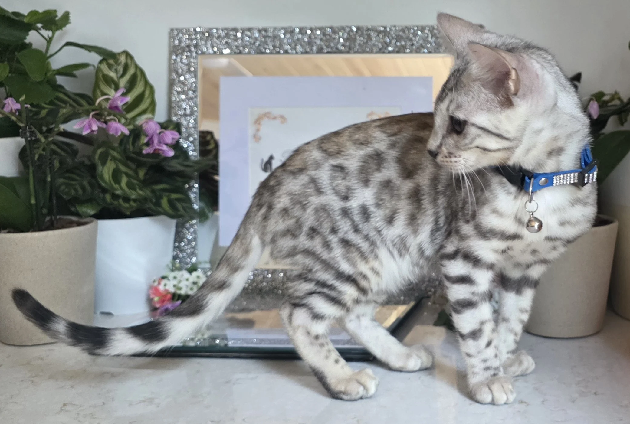 Fourteen-Week-Old Silver Tarnish Male Bengal Kitten