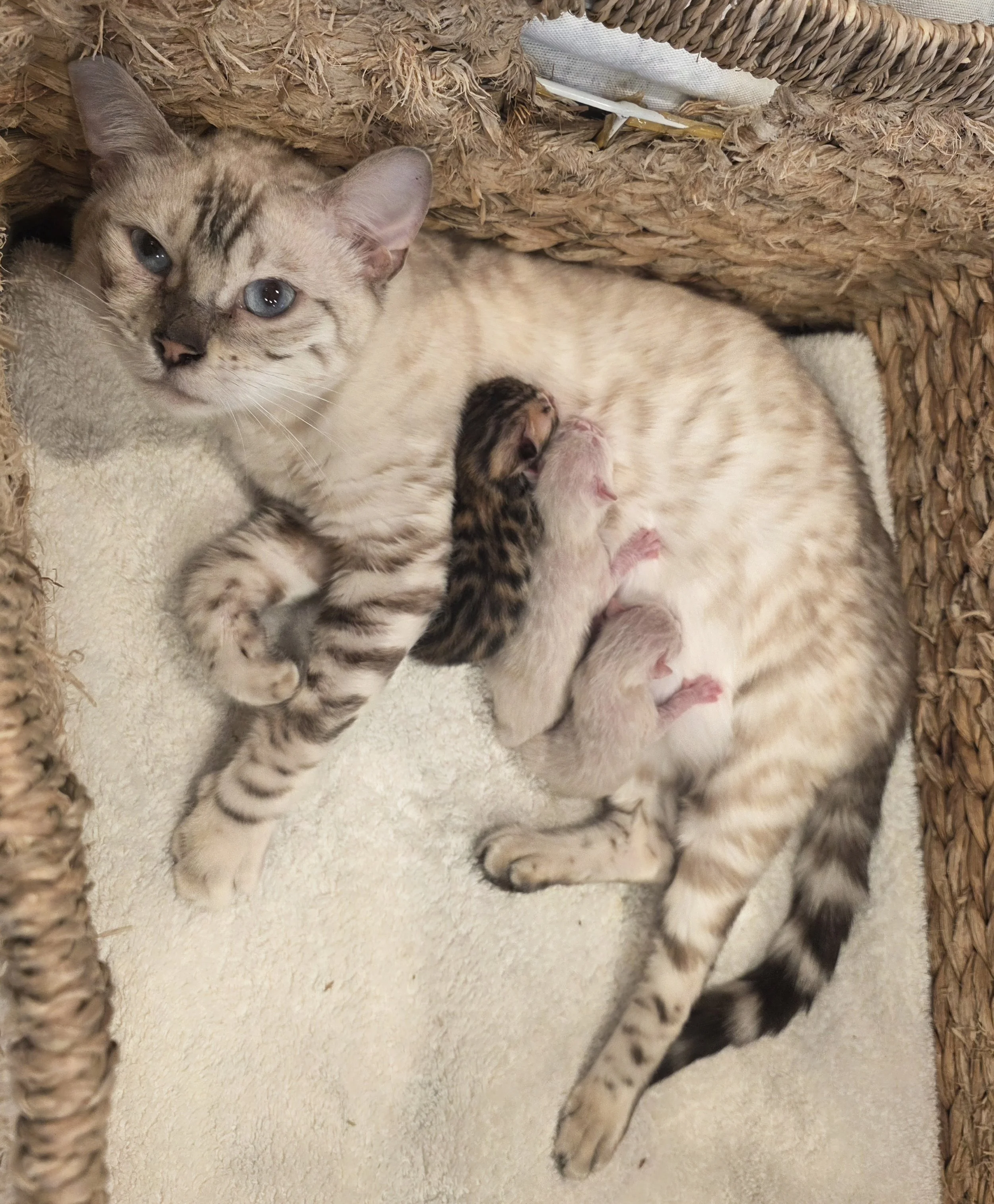 Newborn Bengal Kittens for Sale in Minnesota