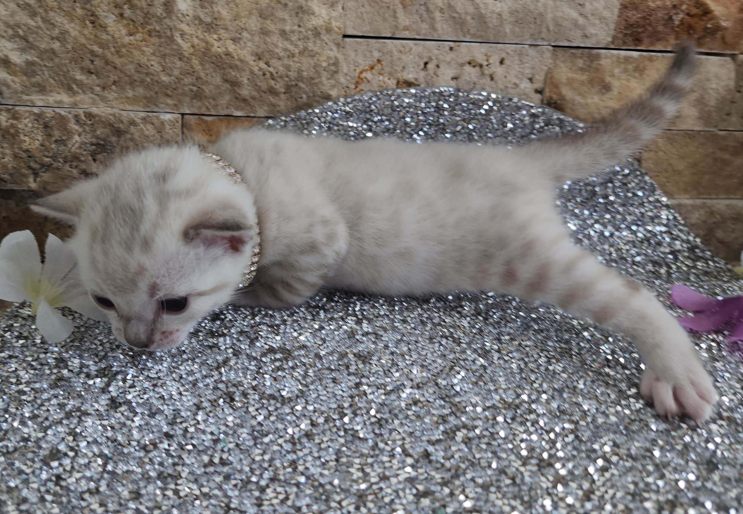 Purebred TICA Registered Female Snow Rosette Bengal Kitten in Minnesota
