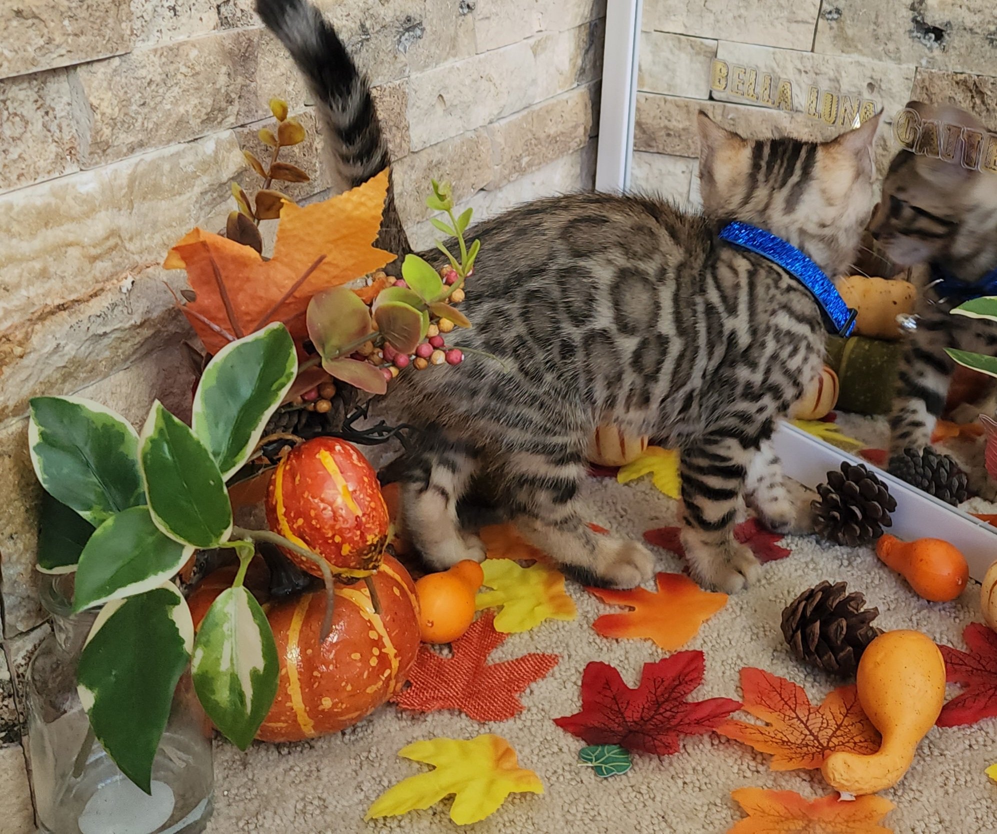 Male Brown/Black Rosette Bengal in Minnesota