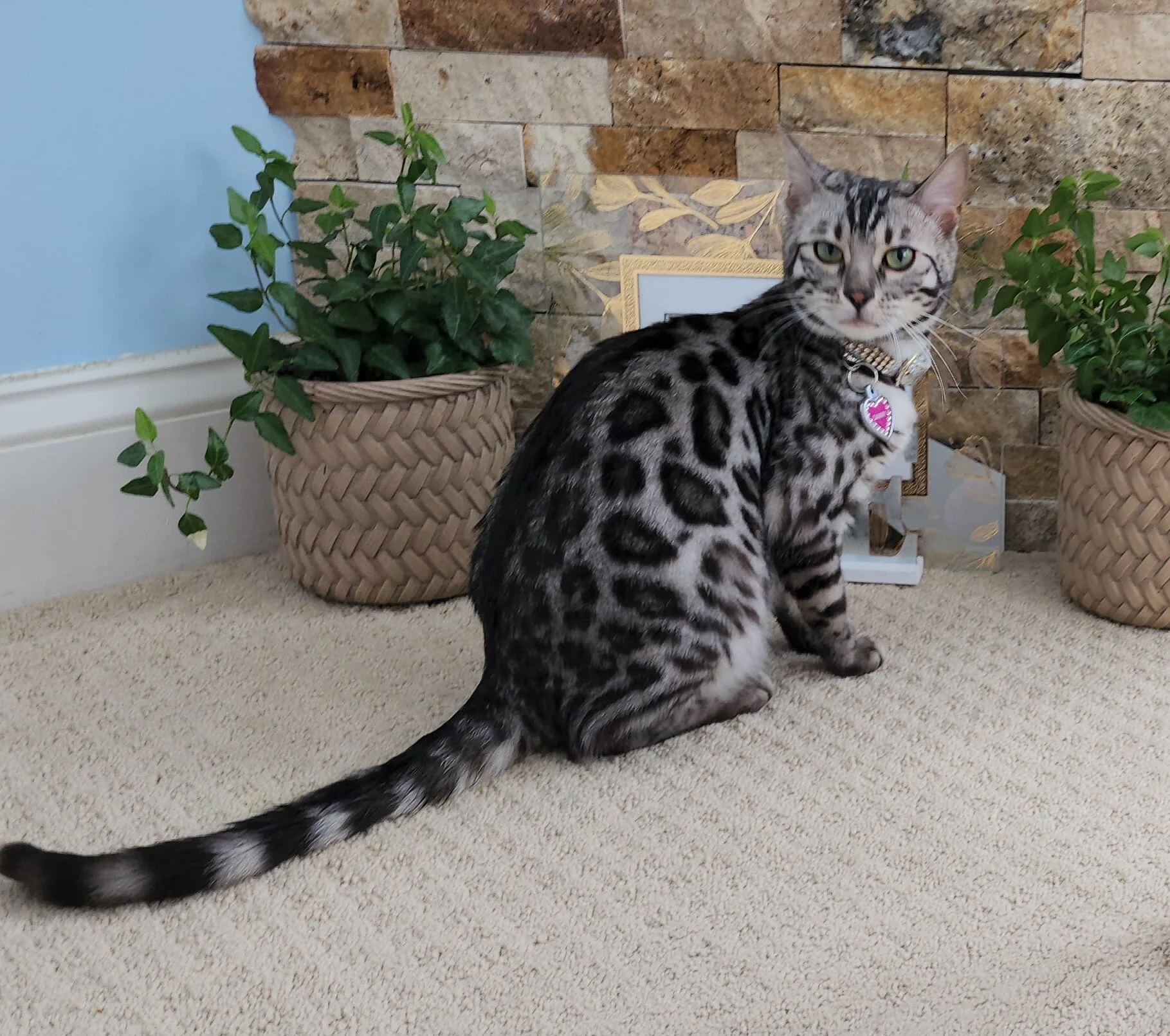 Purebred TICA Registered Female Silver Rosette Bengal Cat in Minnesota