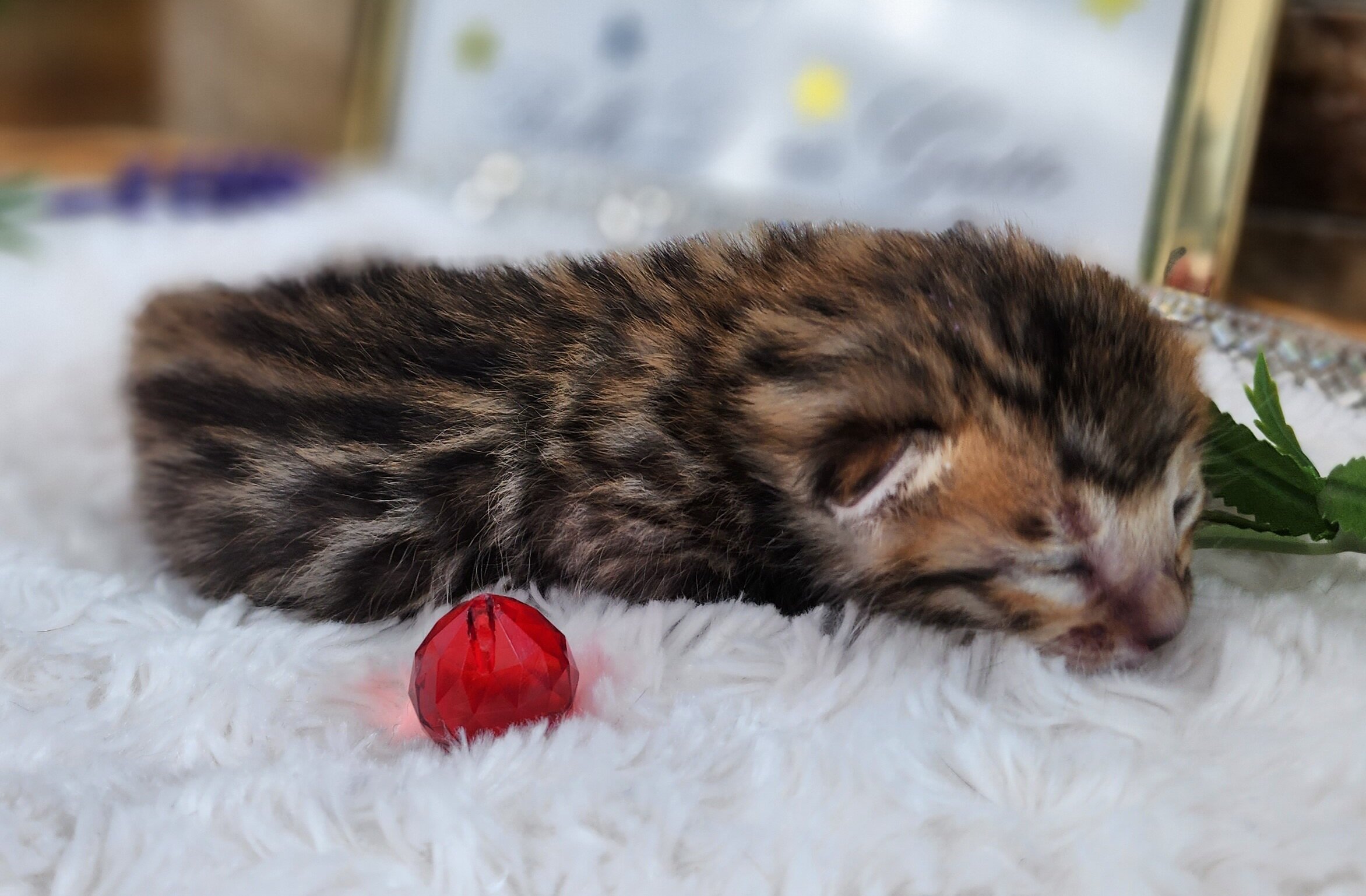 Purebred TICA Registered Female Snow Rosette Bengal Kitten in Minnesota