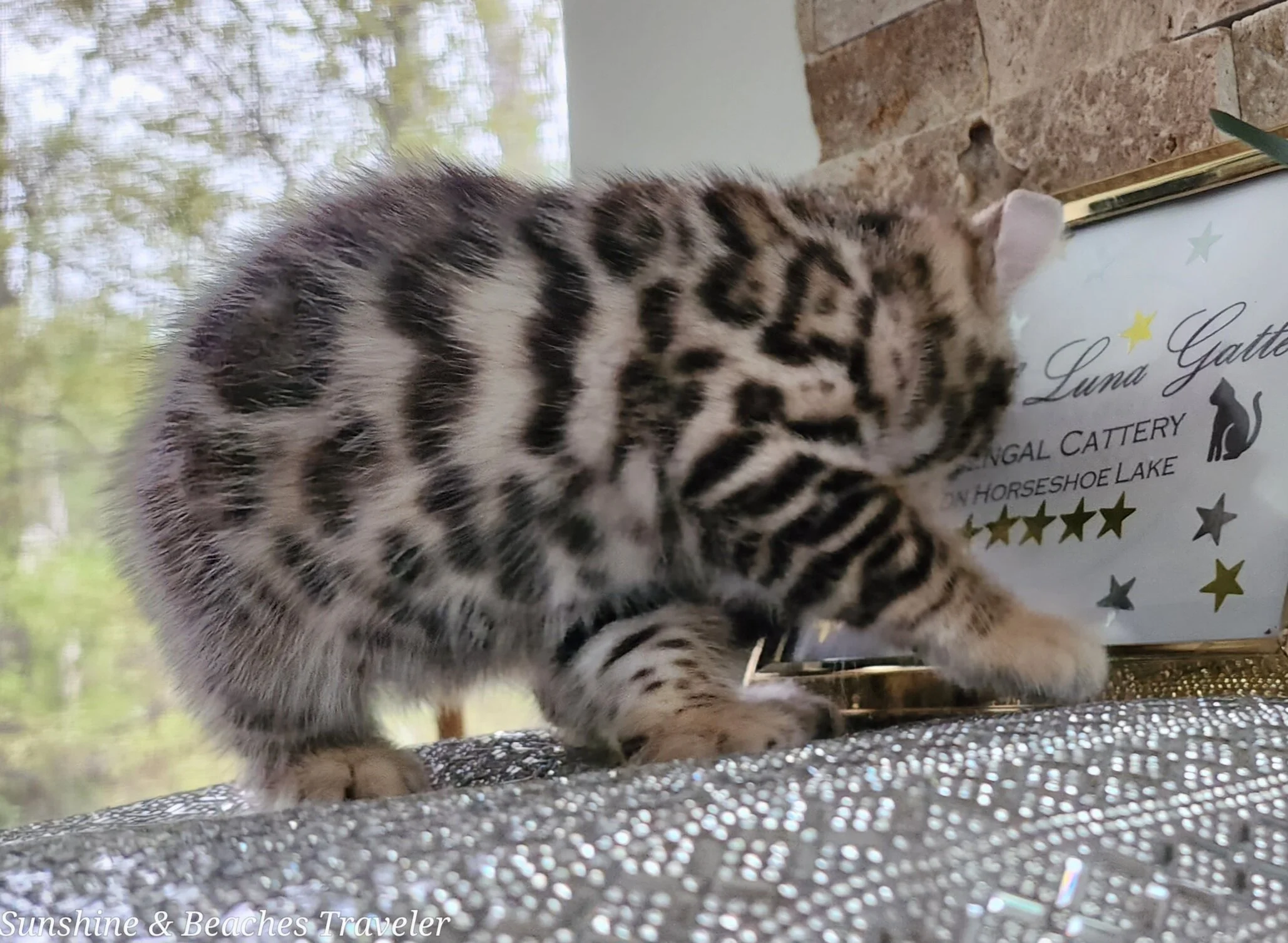 Purebred TICA Registered Male Brown Rosette Bengal Kitten Available in Minnesota