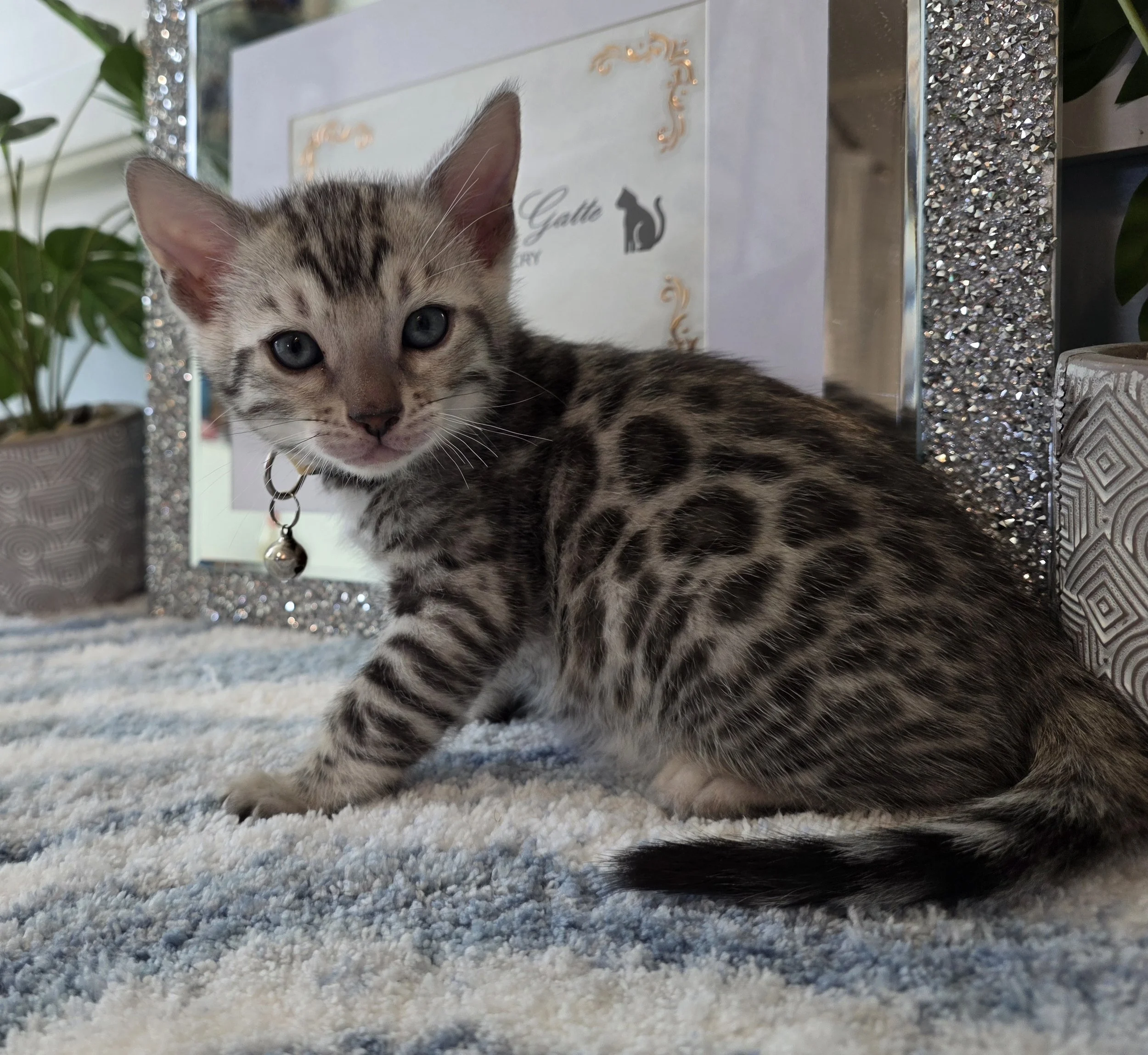 Six-Week-Old Silver Male Bengal Kitten