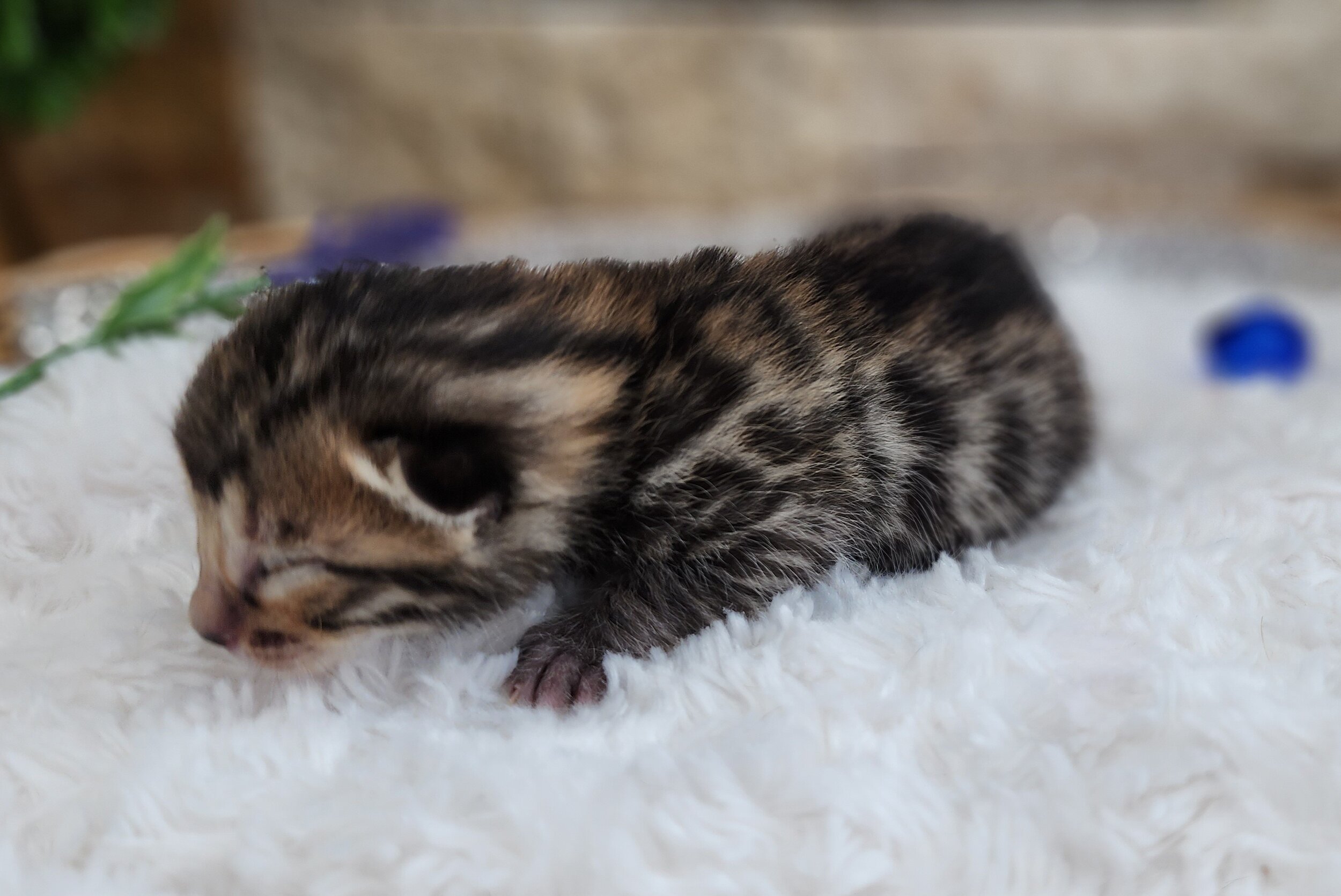 Purebred TICA Registered Male Brown Rosette Bengal Kitten Available in Minnesota