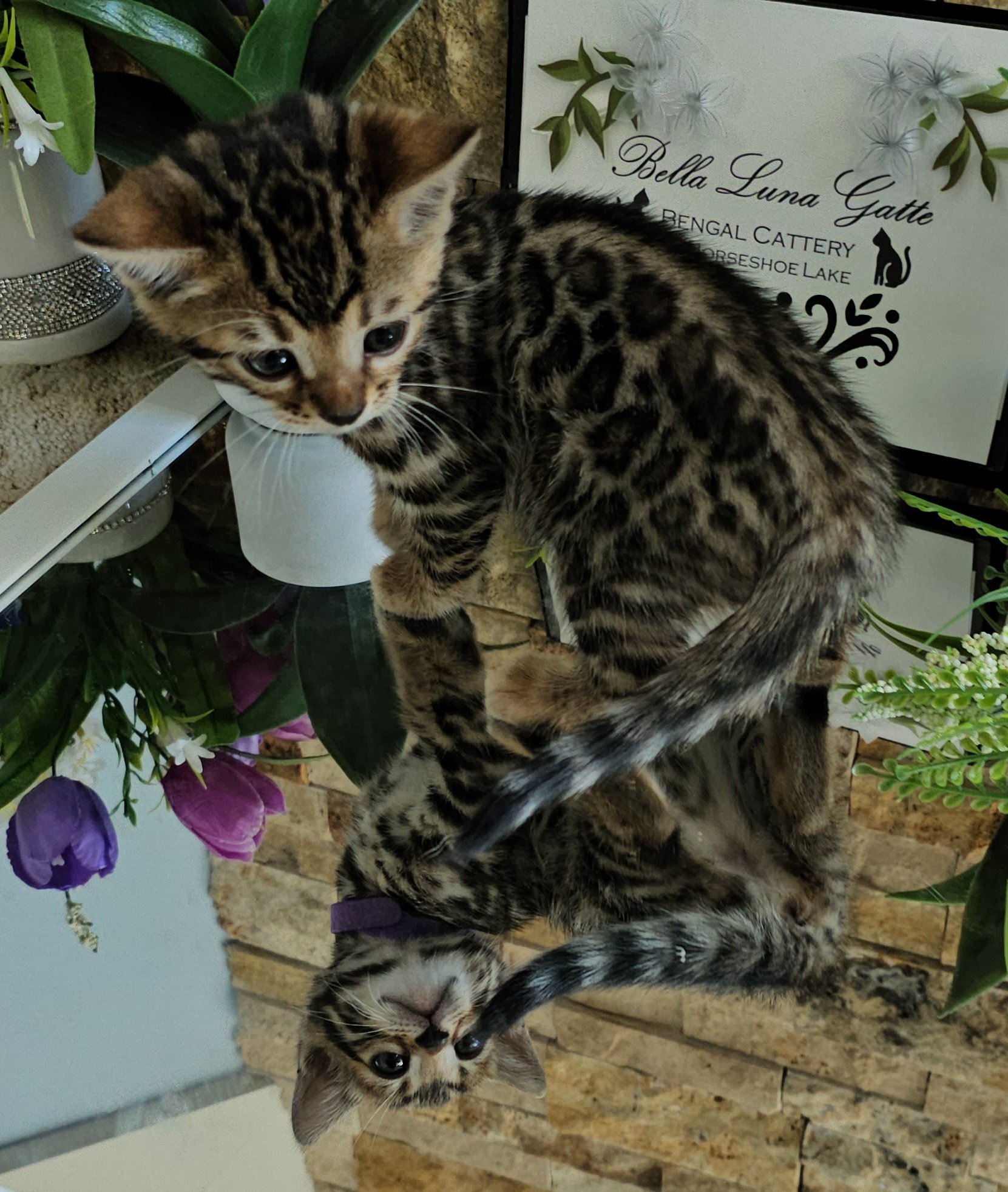 Purebred TICA Registered Female Brown Rosette Bengal Kitten Available in Minnesota