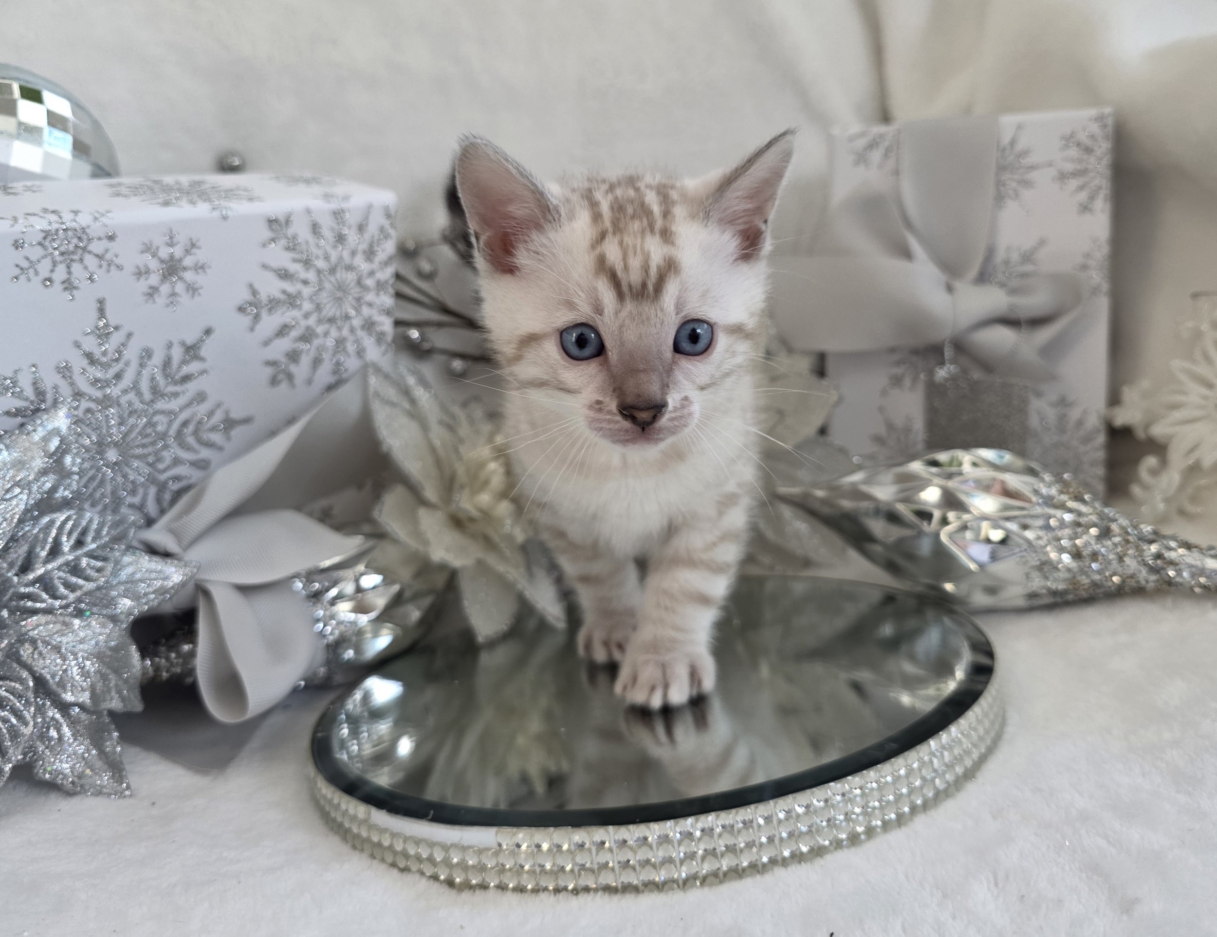 Six-Week-Old Male Snow Lynx Bengal Kitten