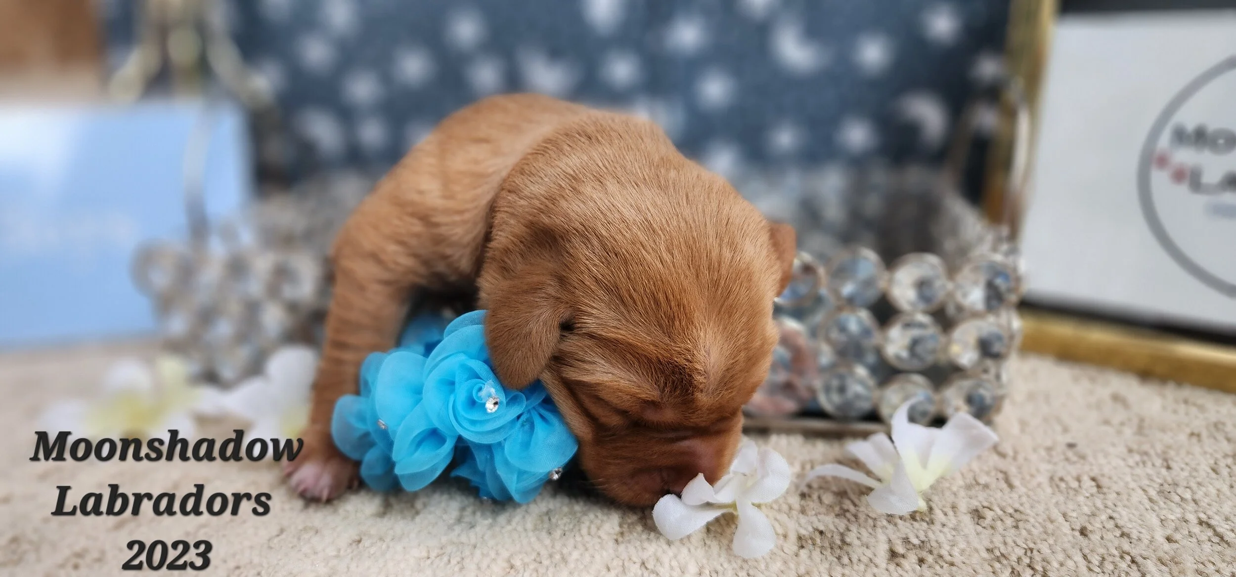 Male Yellow Fox Red Labrador Retriever Puppy in Minnesota