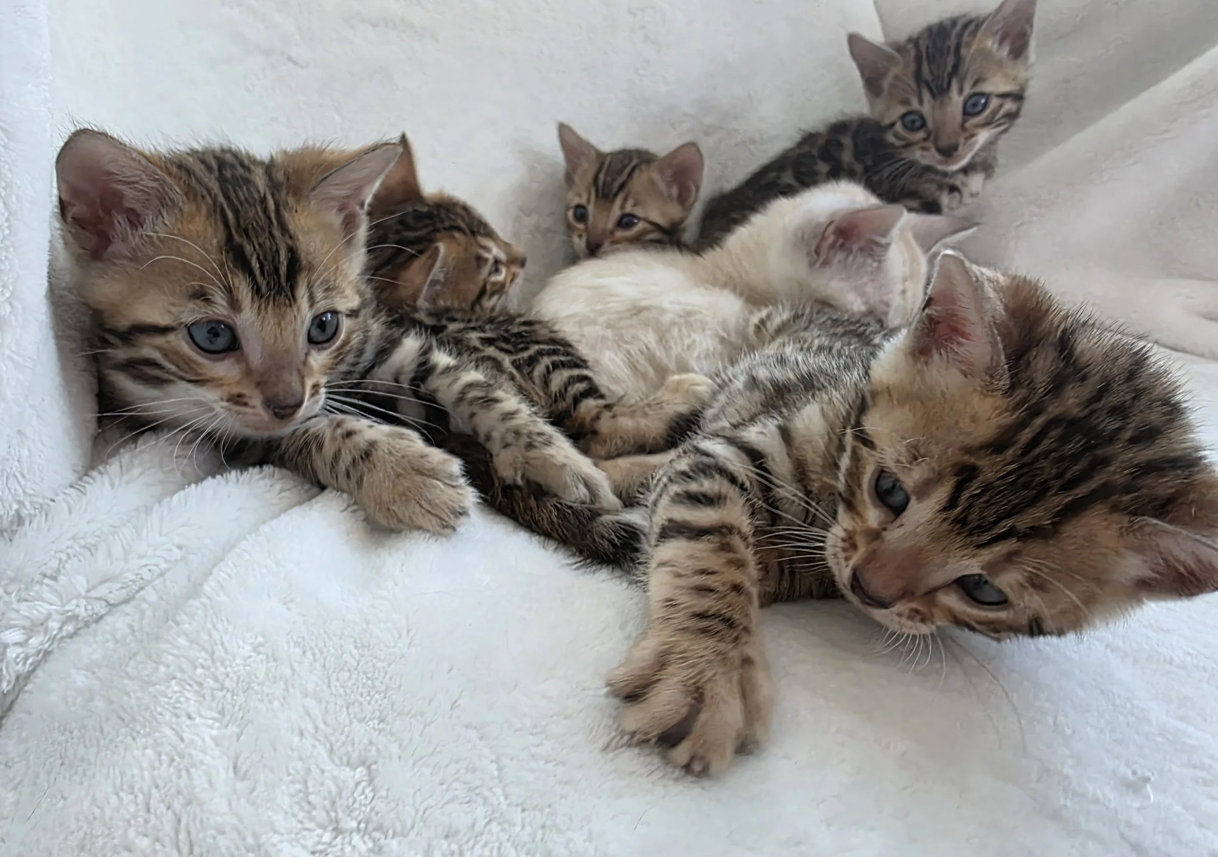 Female Brown Rosette Bengal Cat with Newborn Kittens