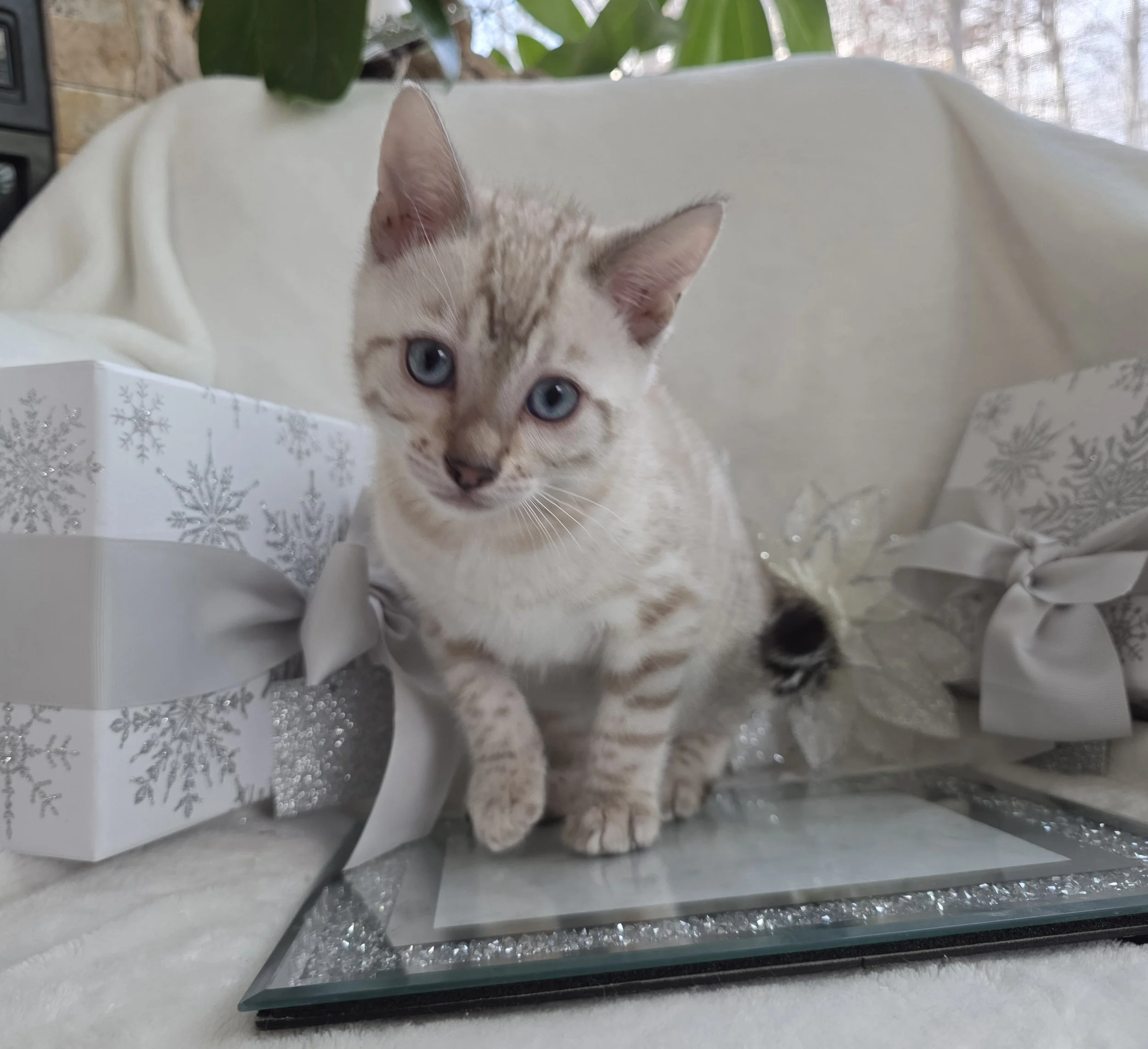 Ten-Week-Old, Male, Snow Lynx, Bengal Kitten