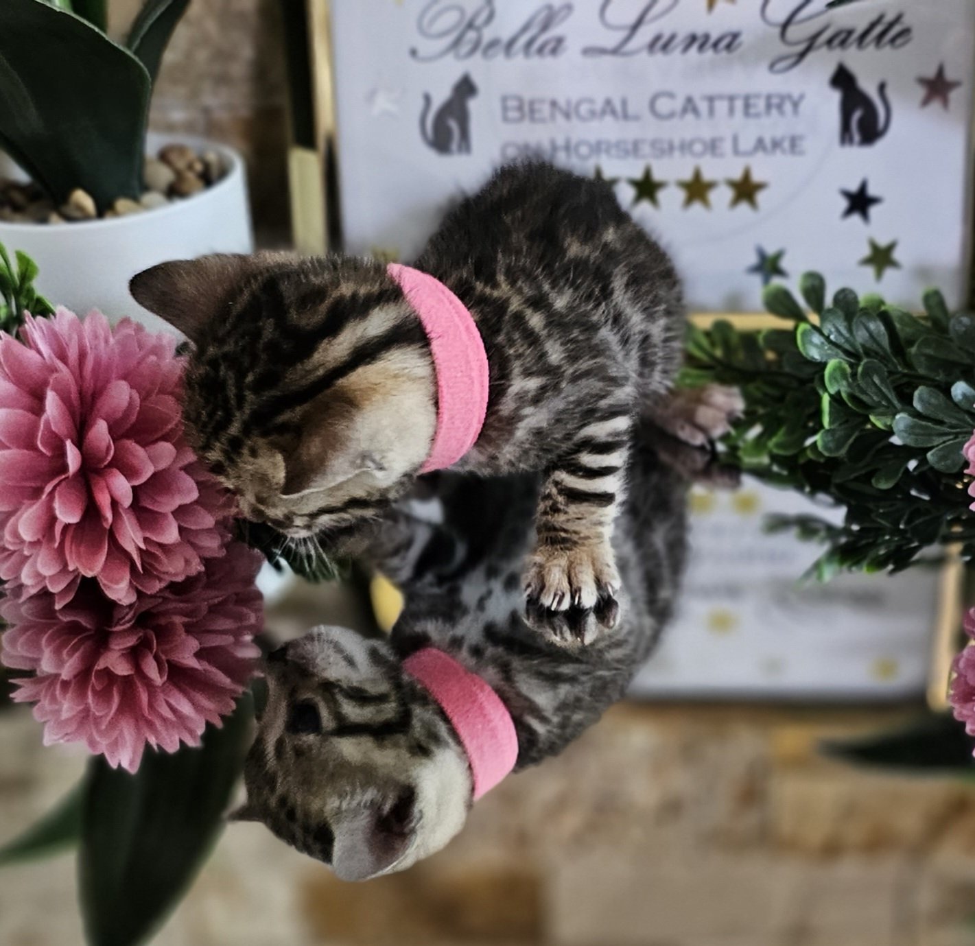 Purebred TICA Registered Female Brown Rosette Bengal Kitten Available in Minnesota