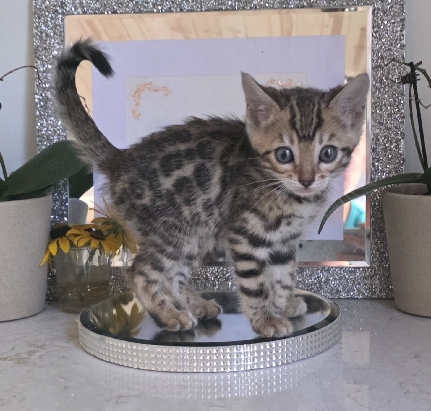 Seven-Week-Old Brown Bengal Kitten