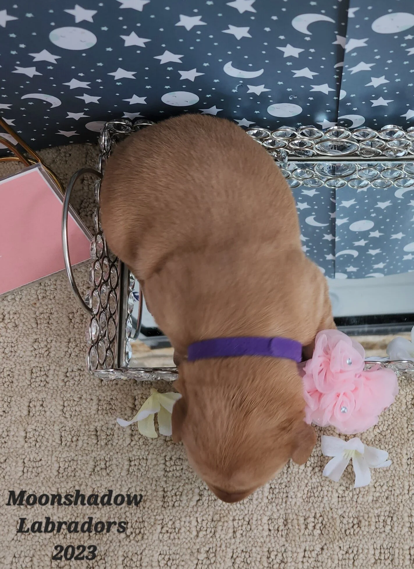 Female Yellow Fox Red Labrador Retriever Puppy in Minnesota
