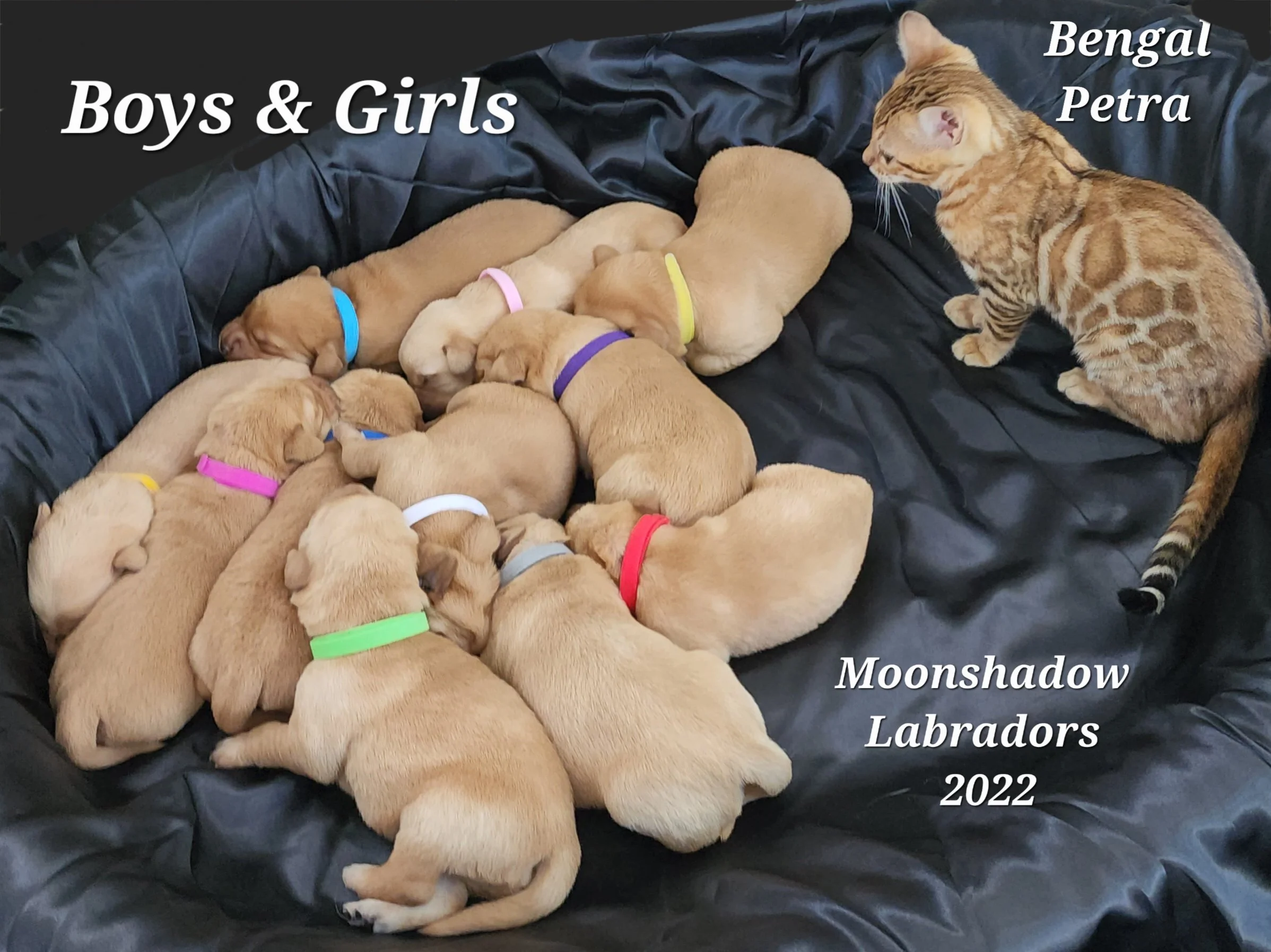 Male and Female Yellow Fox Red Labrador Retriever Puppies in Minnesota