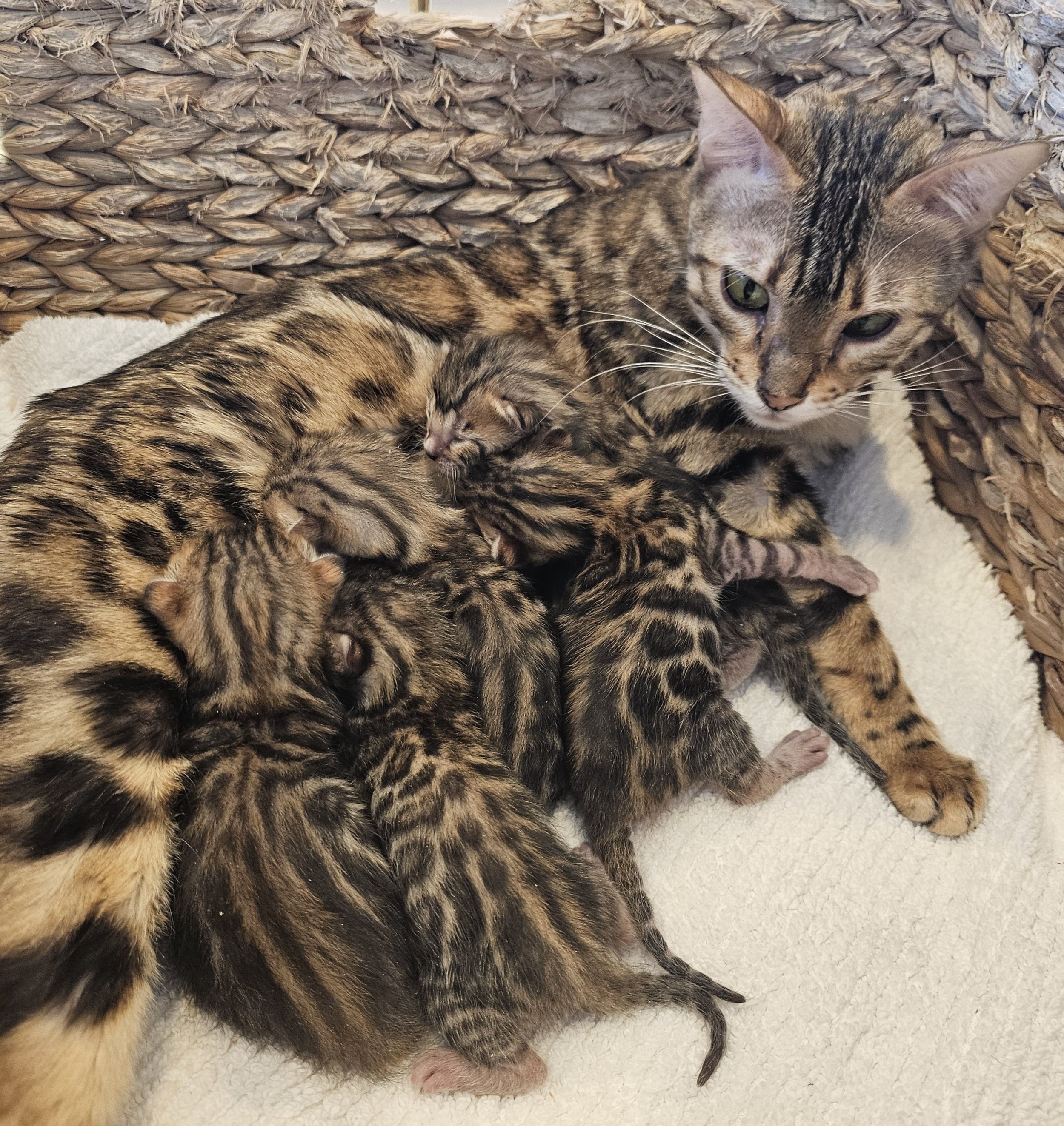 Purebred Brown Bengal Kitten Litter
