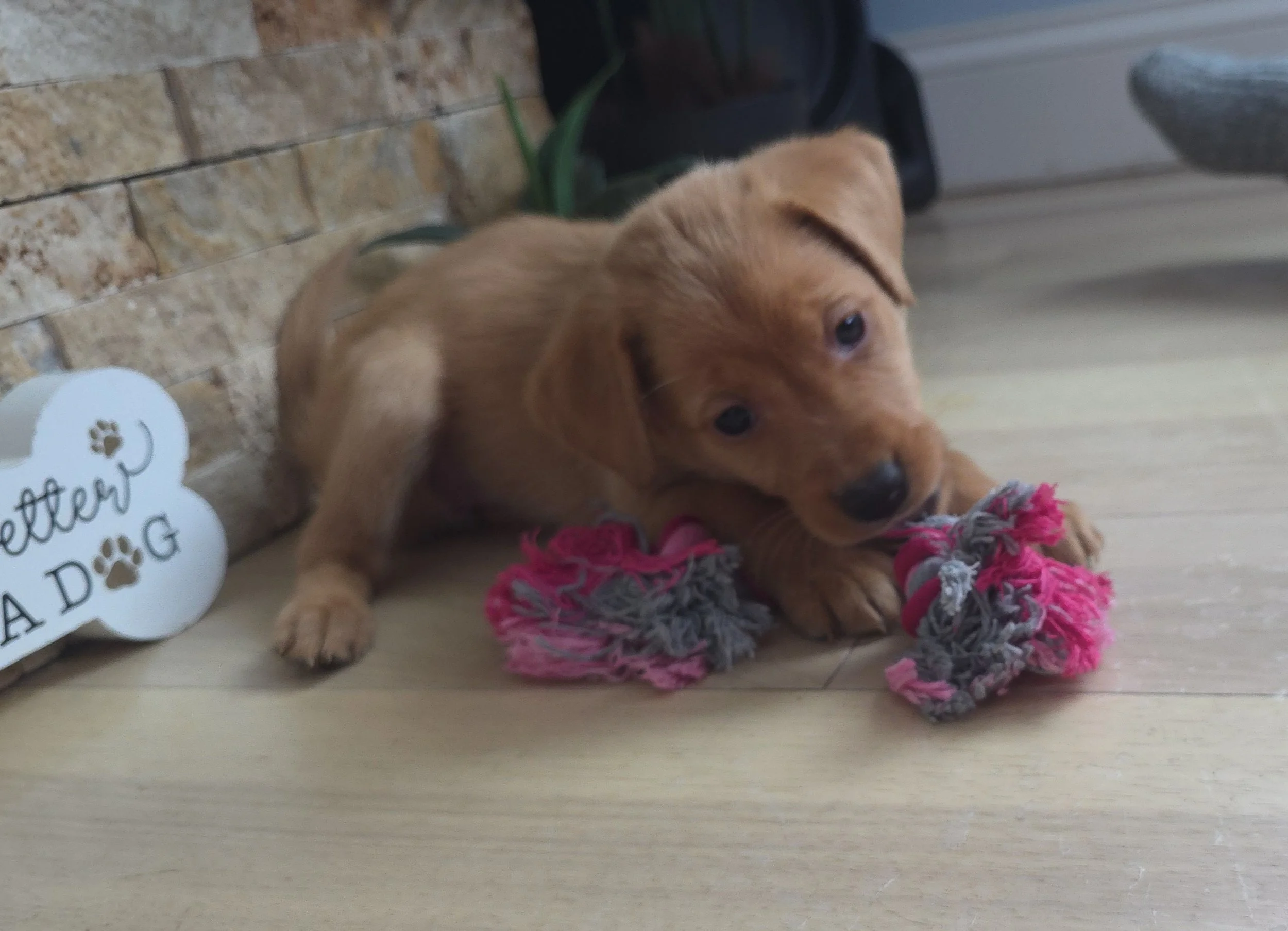 Six-Week-Old Female Yellow/Fox Red Labrador Retriever Puppy