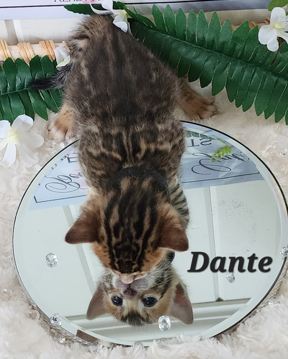 Male Brown/Black Rosette Bengal in Minnesota