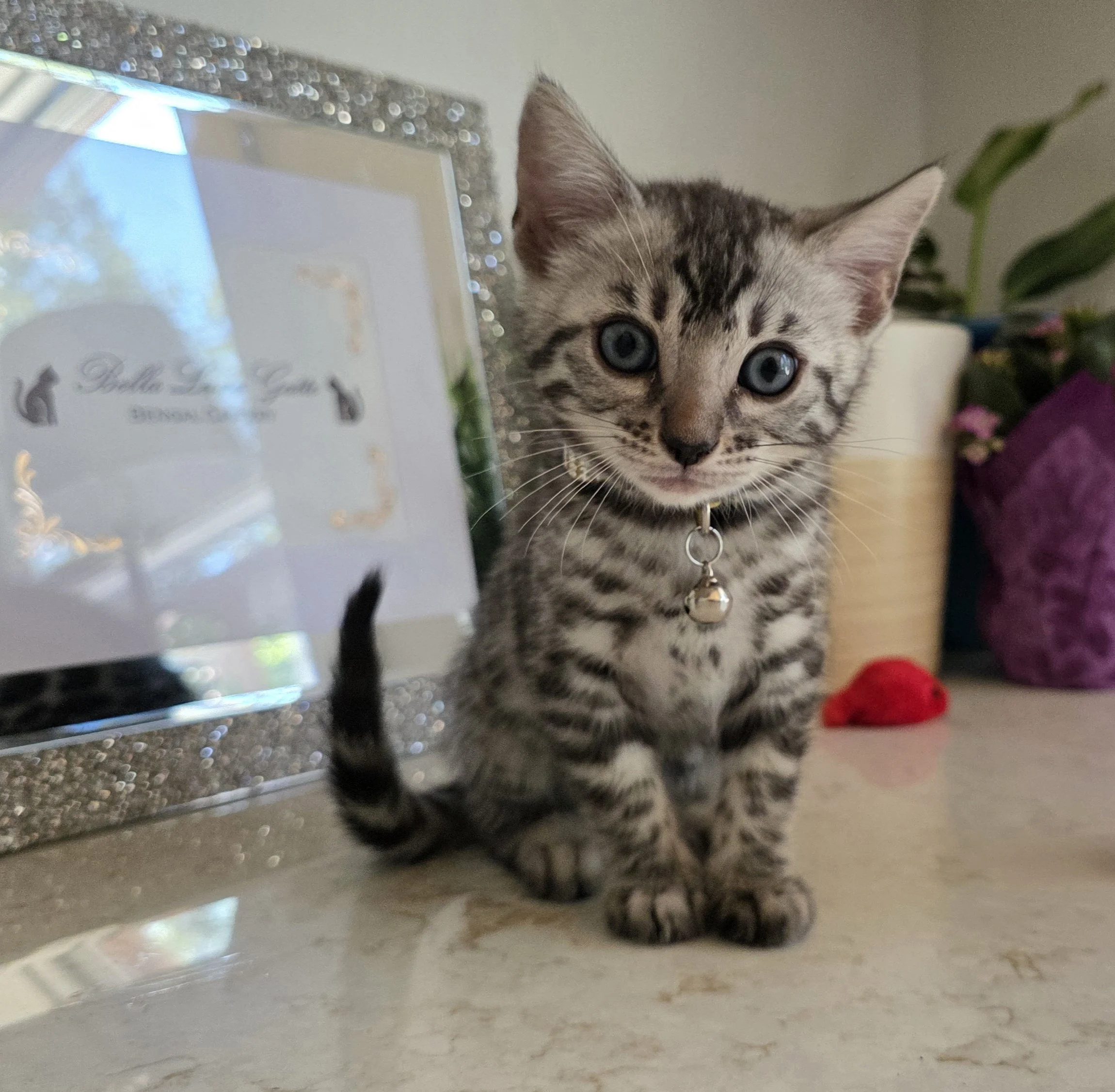Eight-Week-Old Silver Female Bengal Kitten