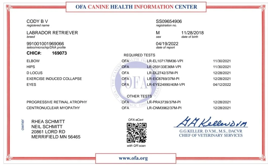 OFA CHIC Certified Labrador Retriever in Minnesota
