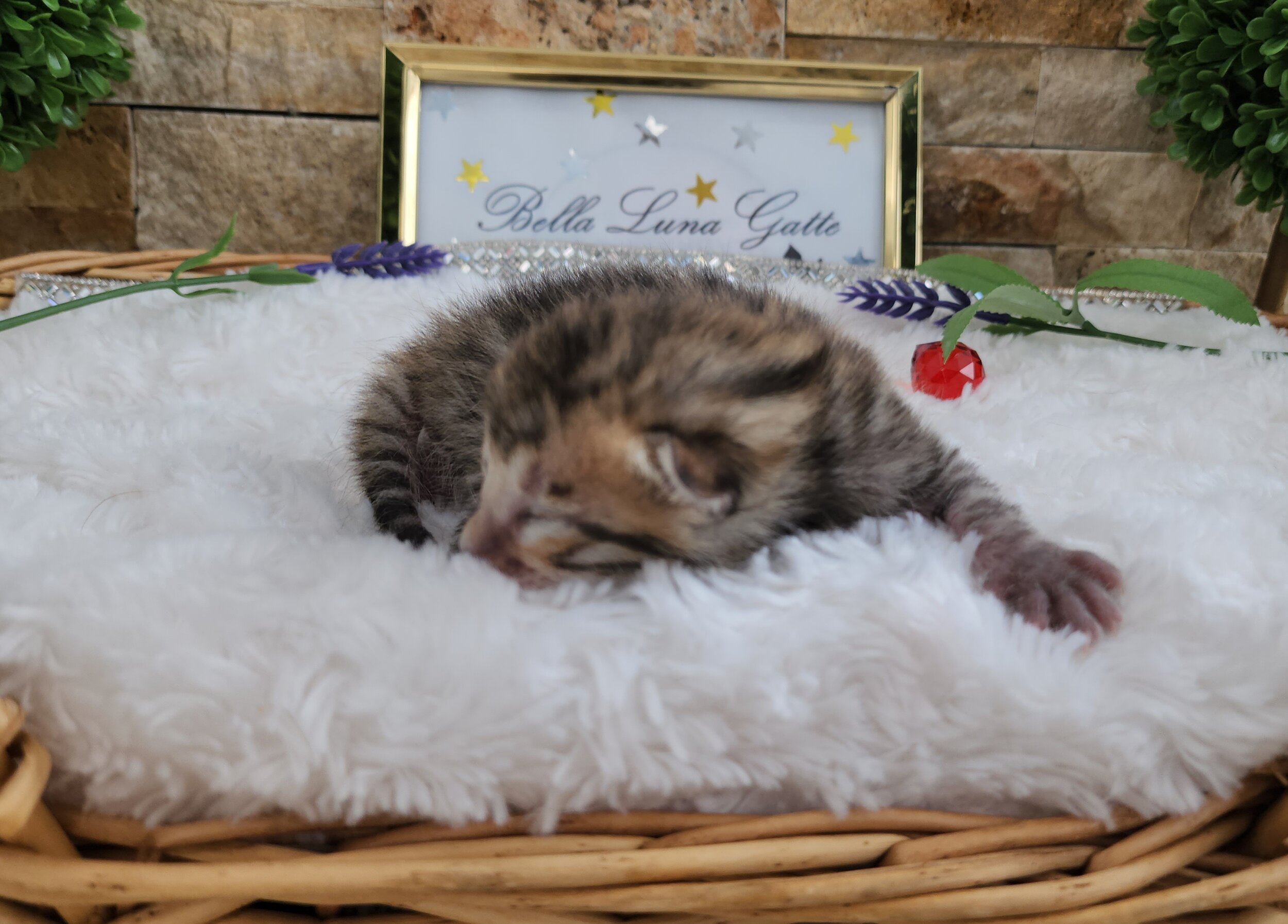 Purebred TICA Registered Female Snow Rosette Bengal Kitten in Minnesota