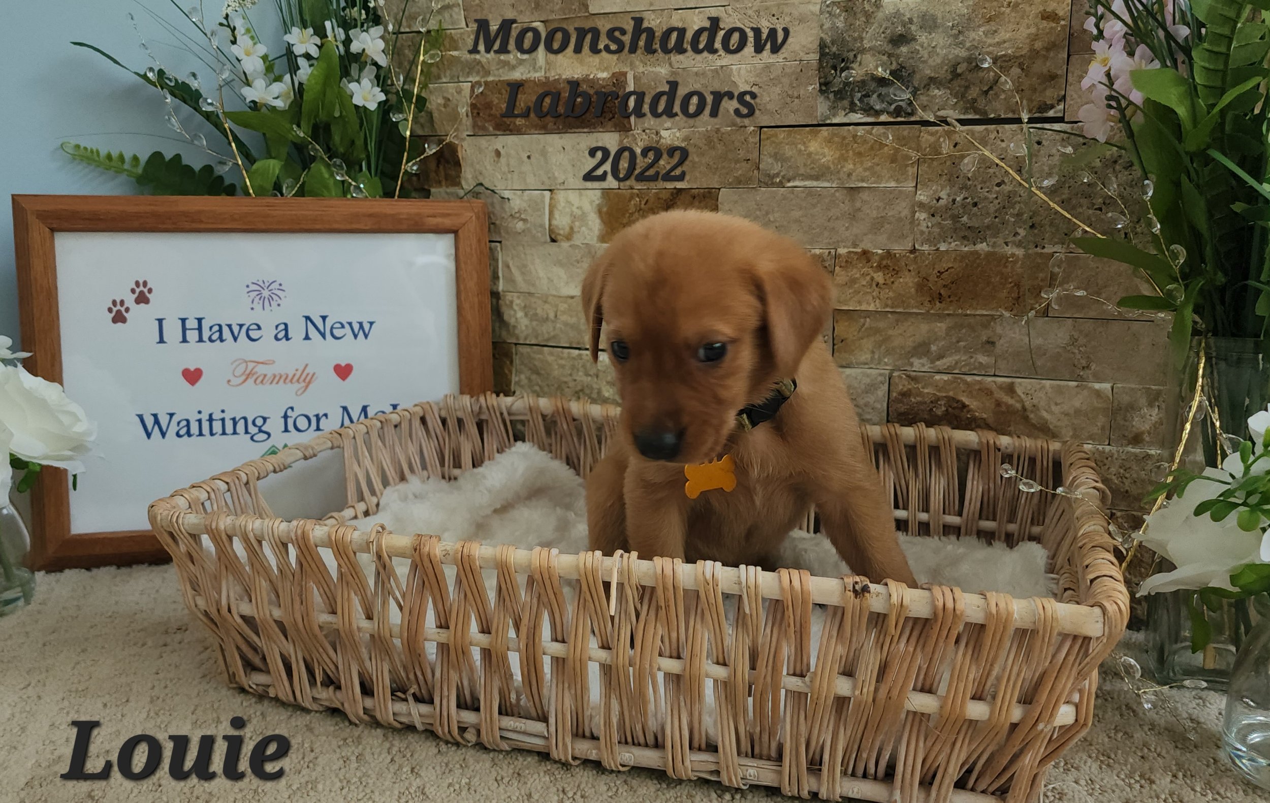 Male Yellow Fox Red Labrador Retriever Puppy in Minnesota