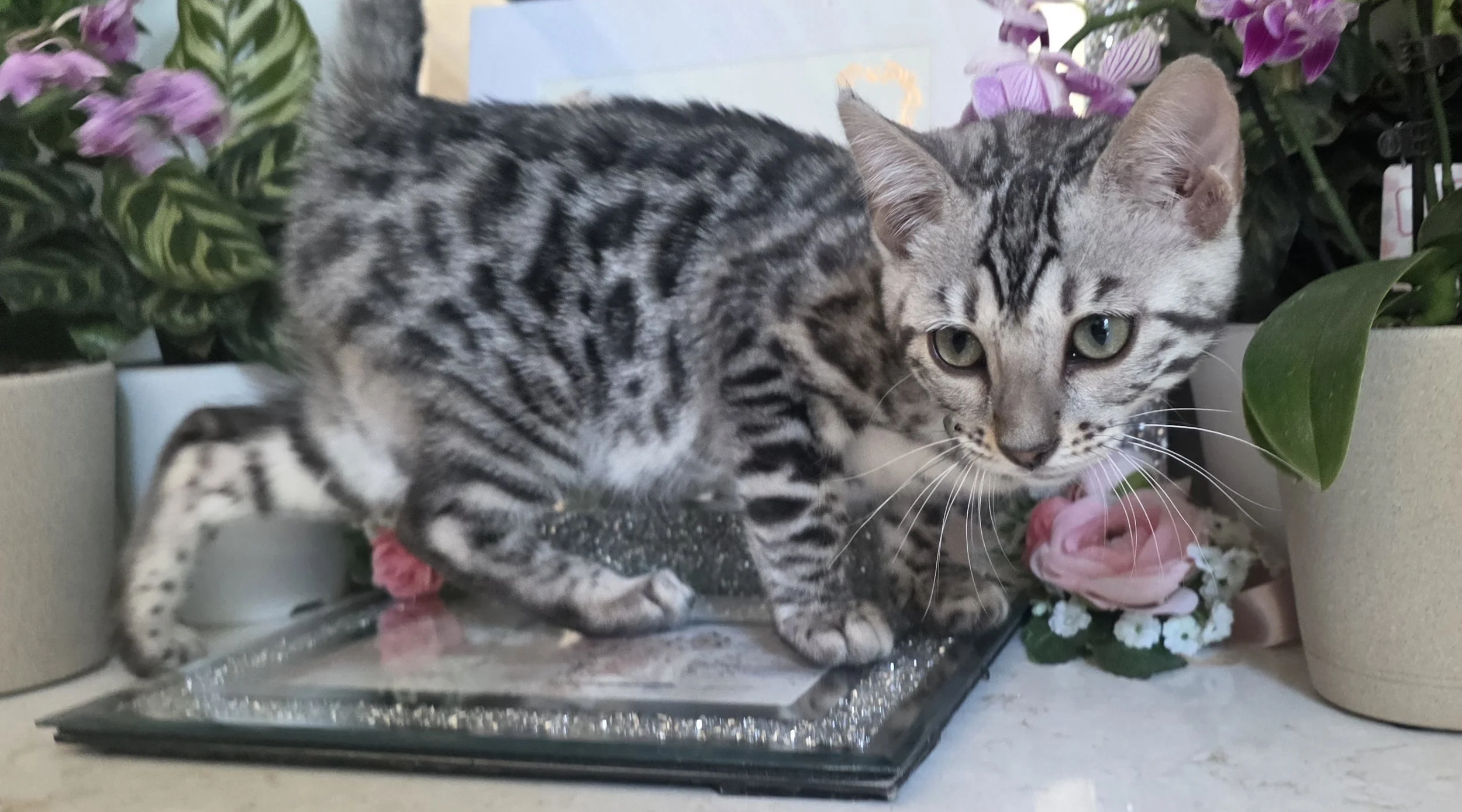 Fourteen-Week-Old Female Silver Bengal Kitten