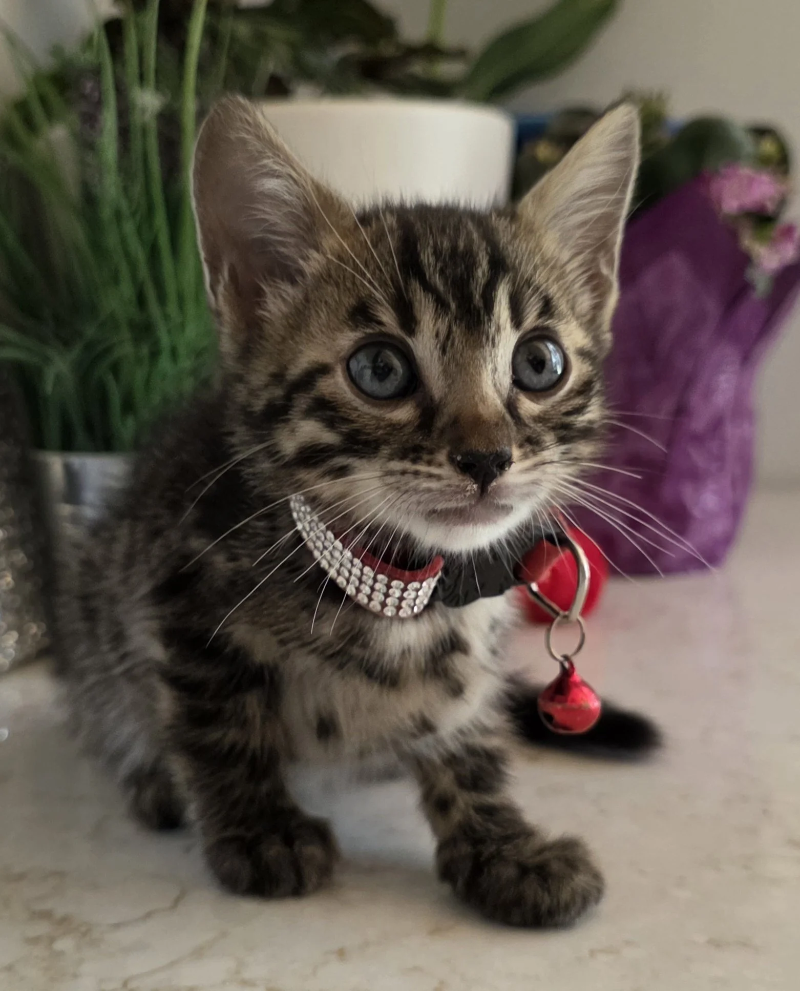 Eight-Week-Old Dark Brown Female Bengal Kitten