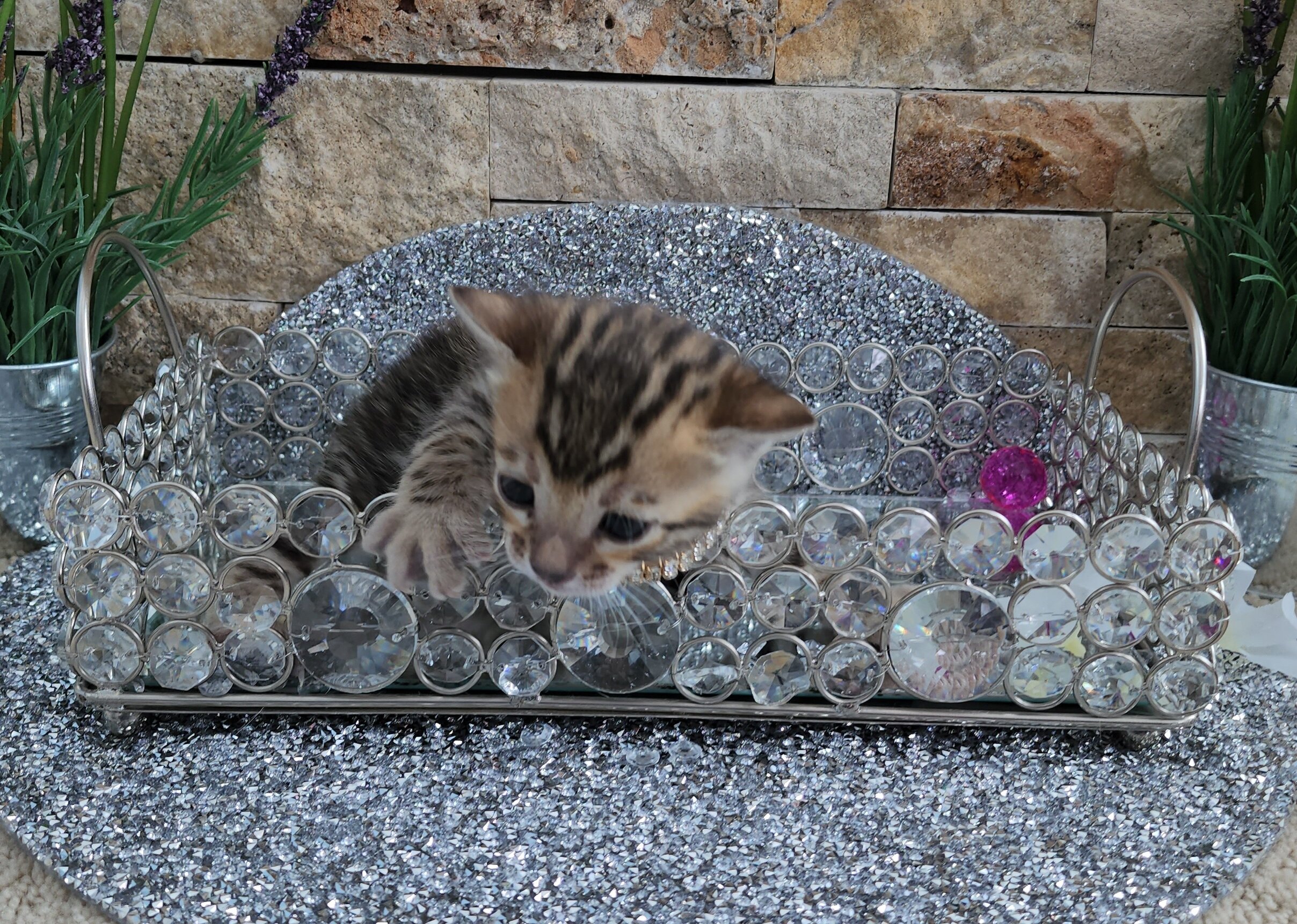 Purebred TICA Registered Female Brown Rosette Bengal Kitten Available in Minnesota