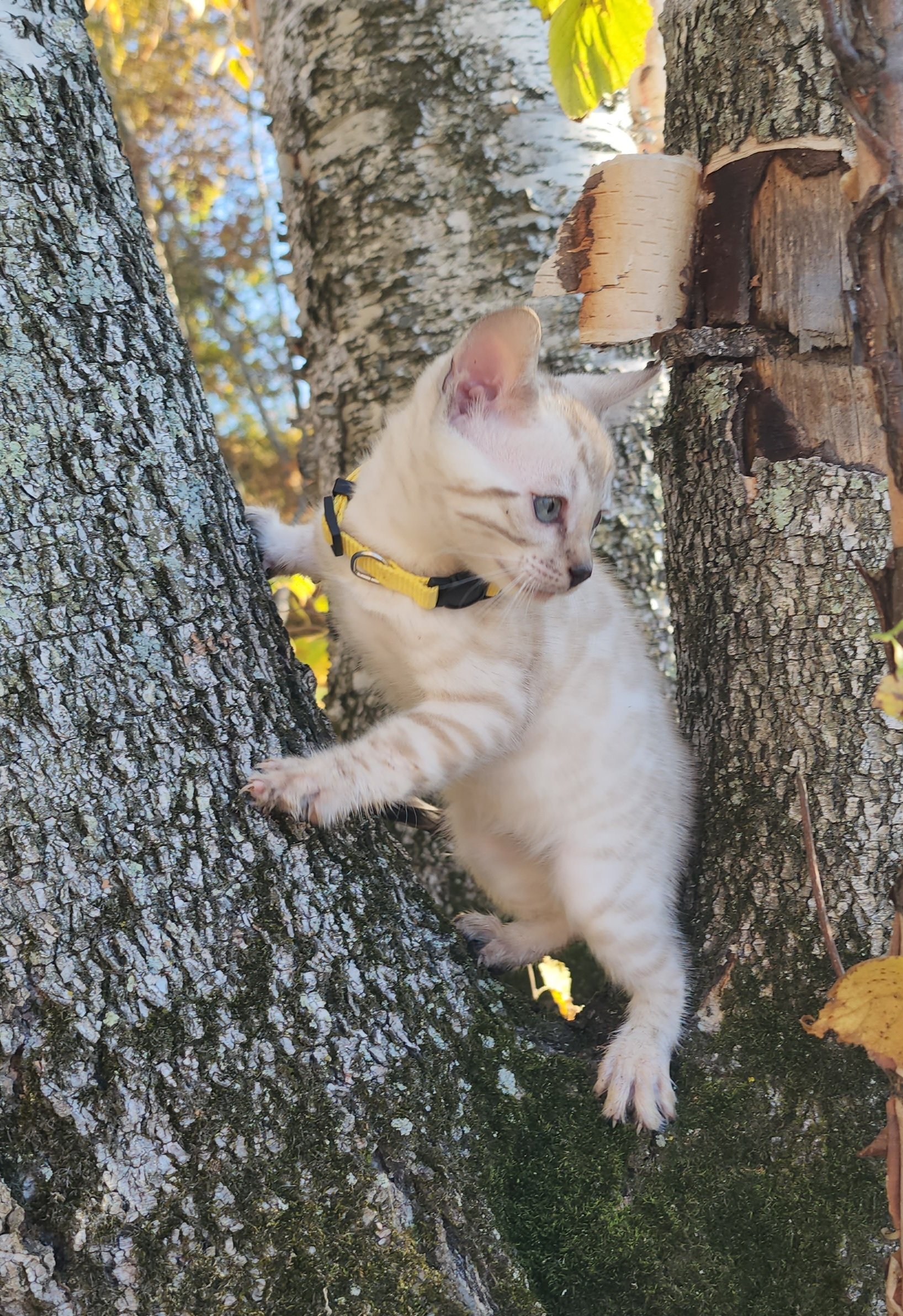 Male Snow Bengal in Minnesota