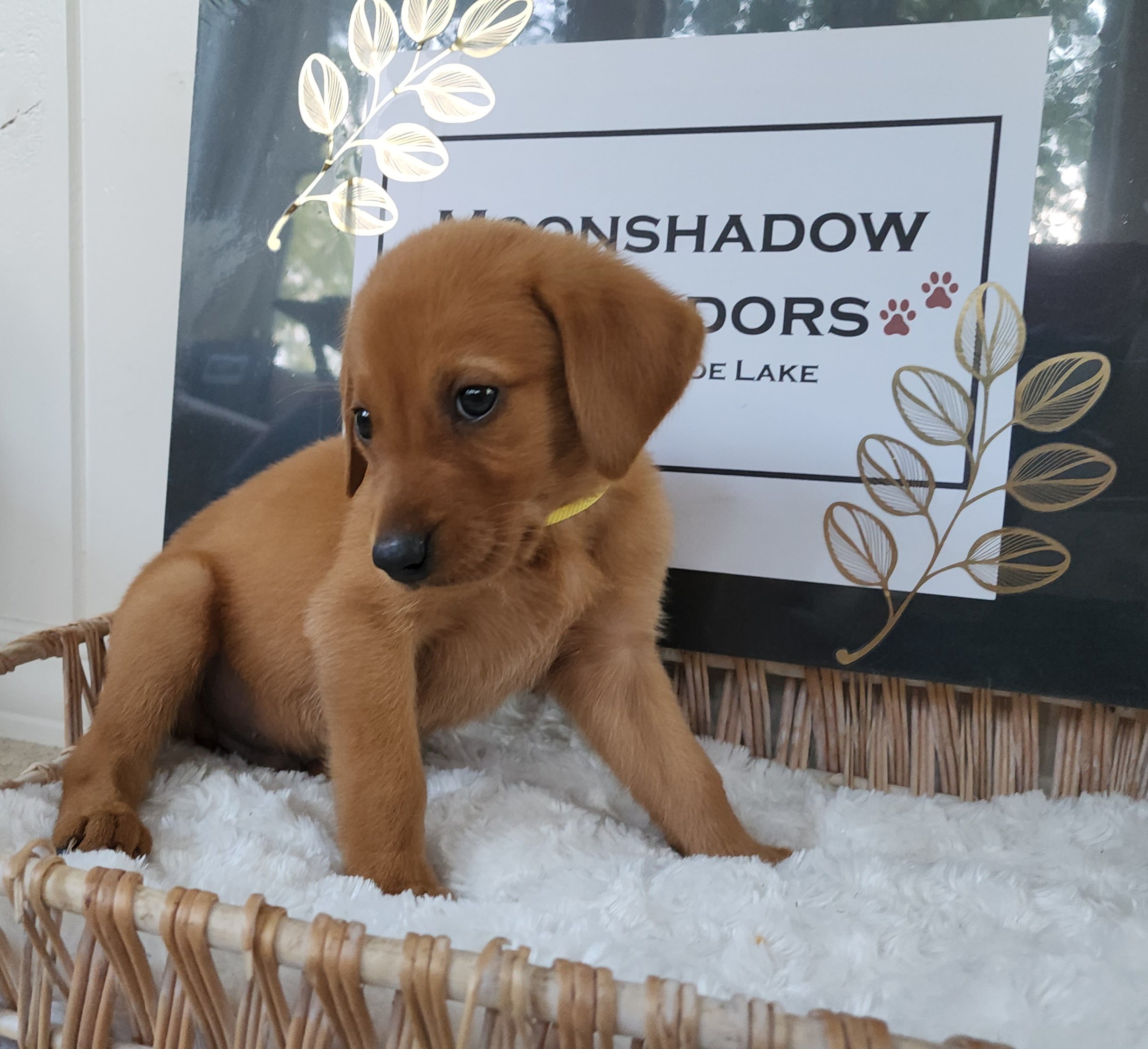Fox Red Labrador Retriever Puppy in Minnesota