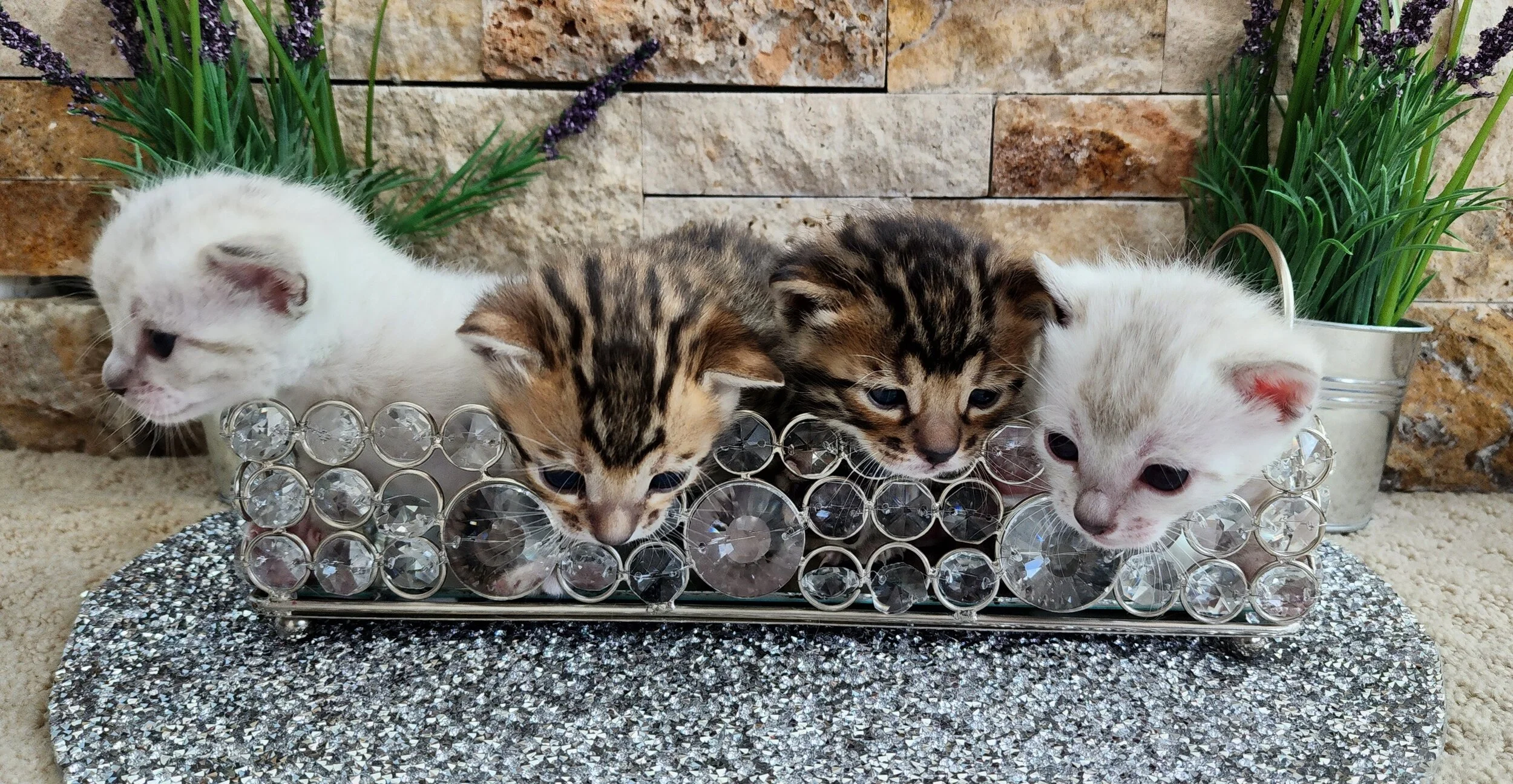 TICA Registered Brown and Snow Rosette Bengal Kittens Available in Minnesota 